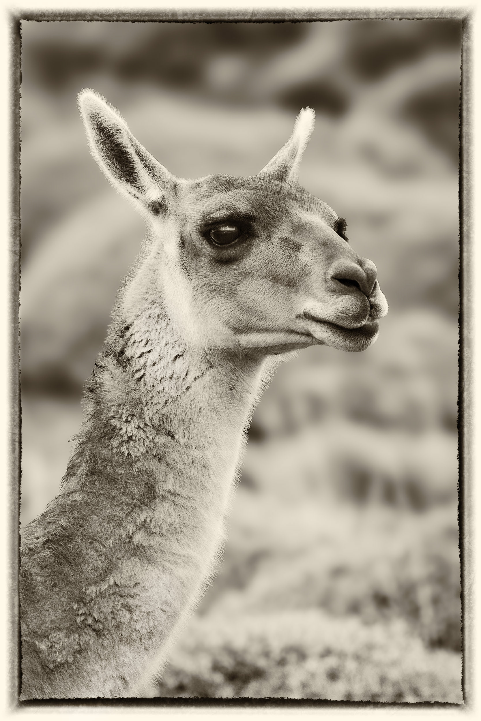 15 Guanaco