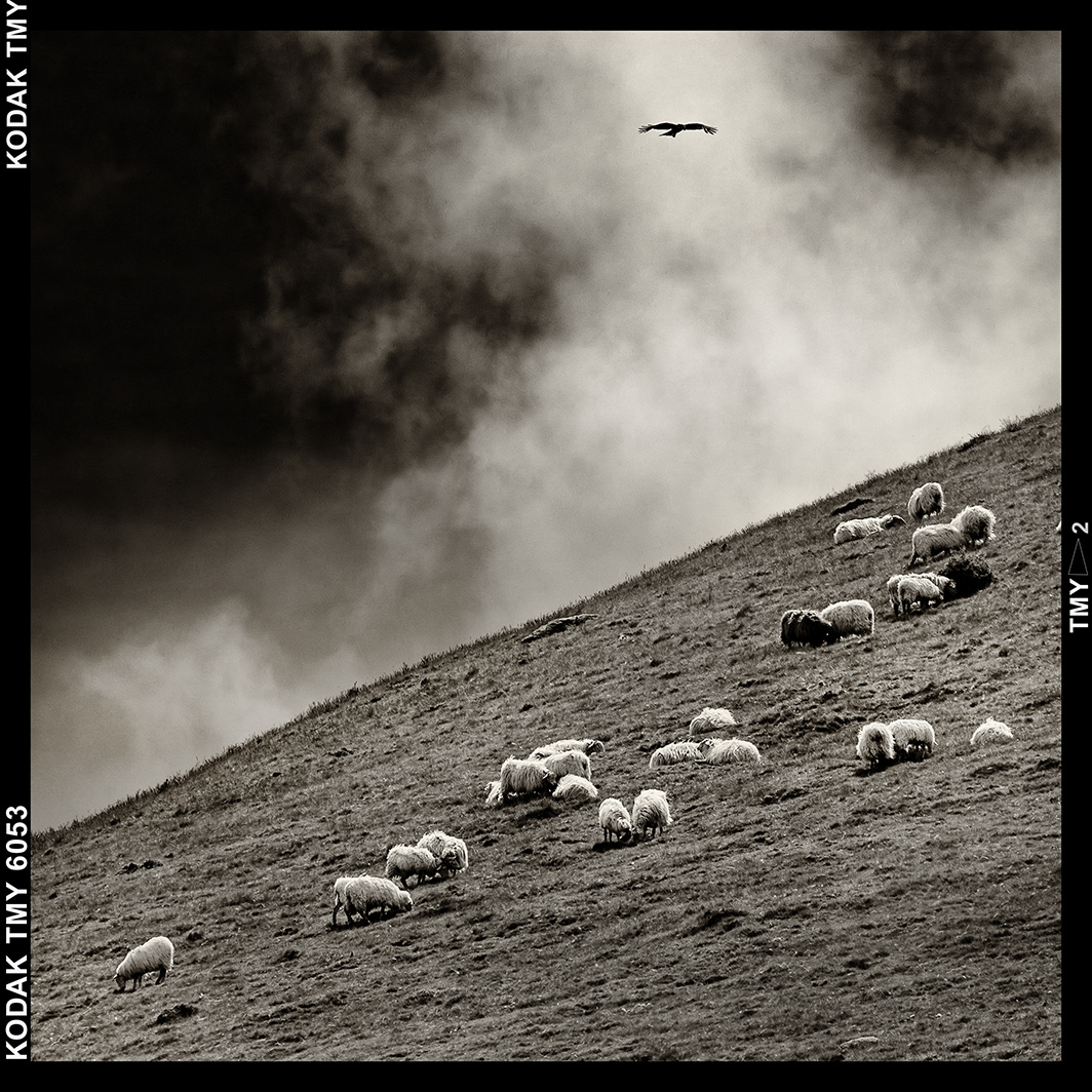 Rapace