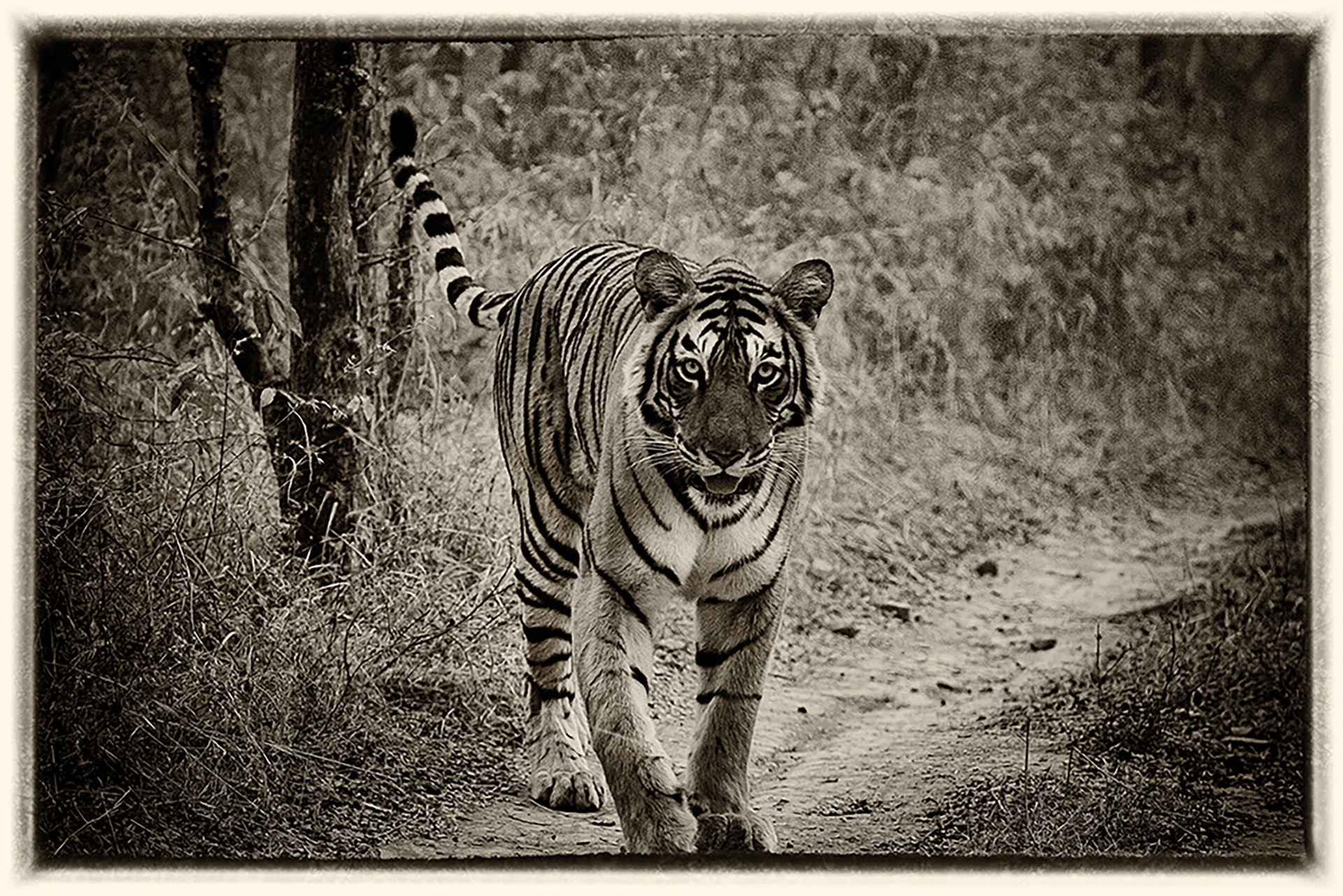 Tigre 7