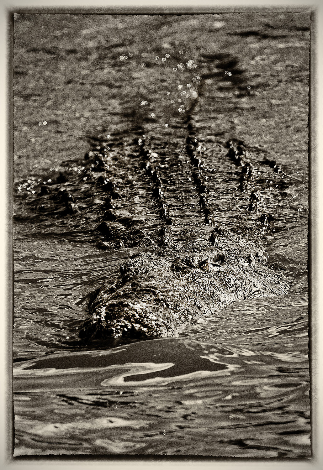 crocodile 1