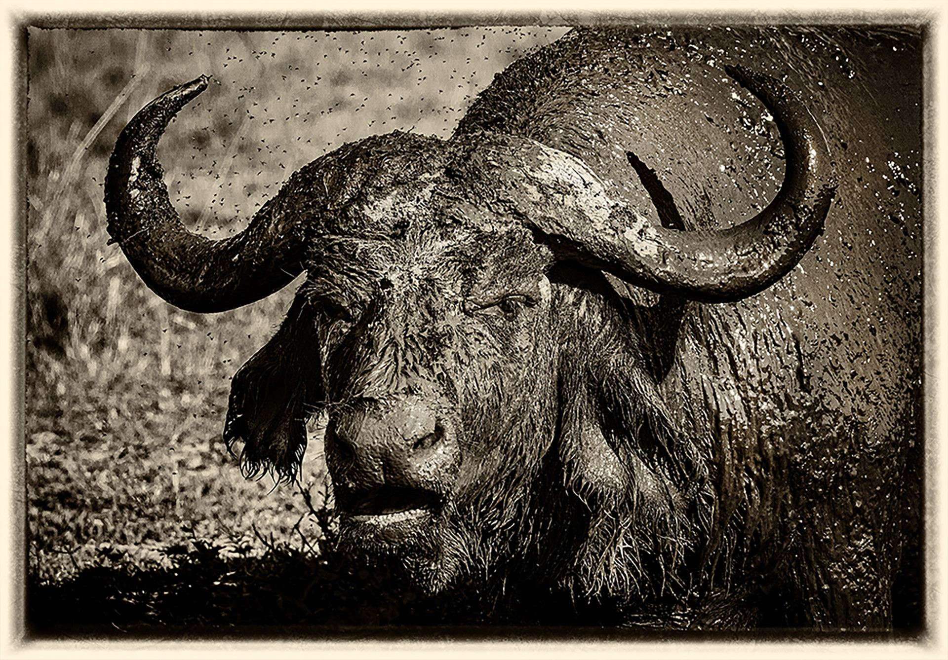 Buffle