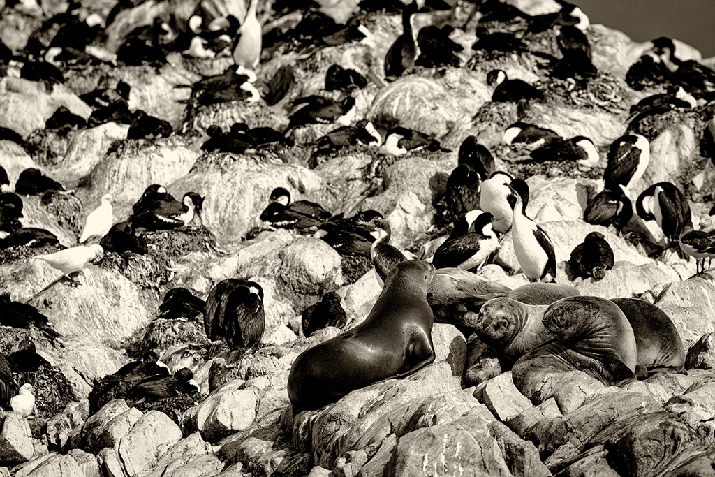 Cormoran de Magellan & Lion de Mer