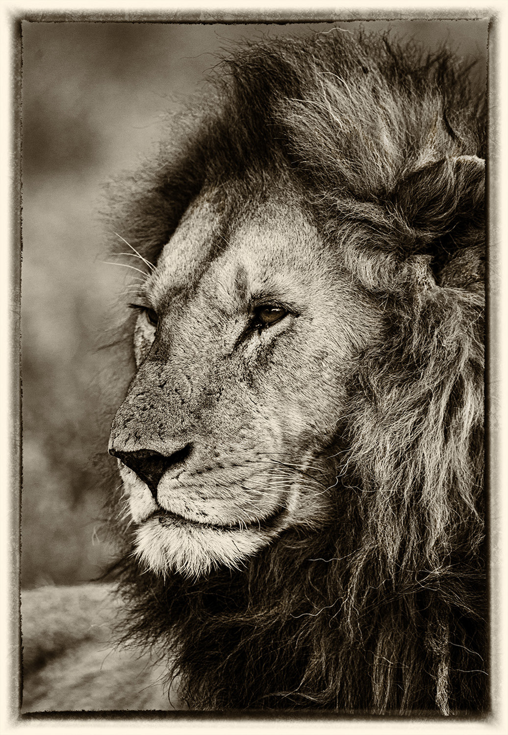 Lion 3