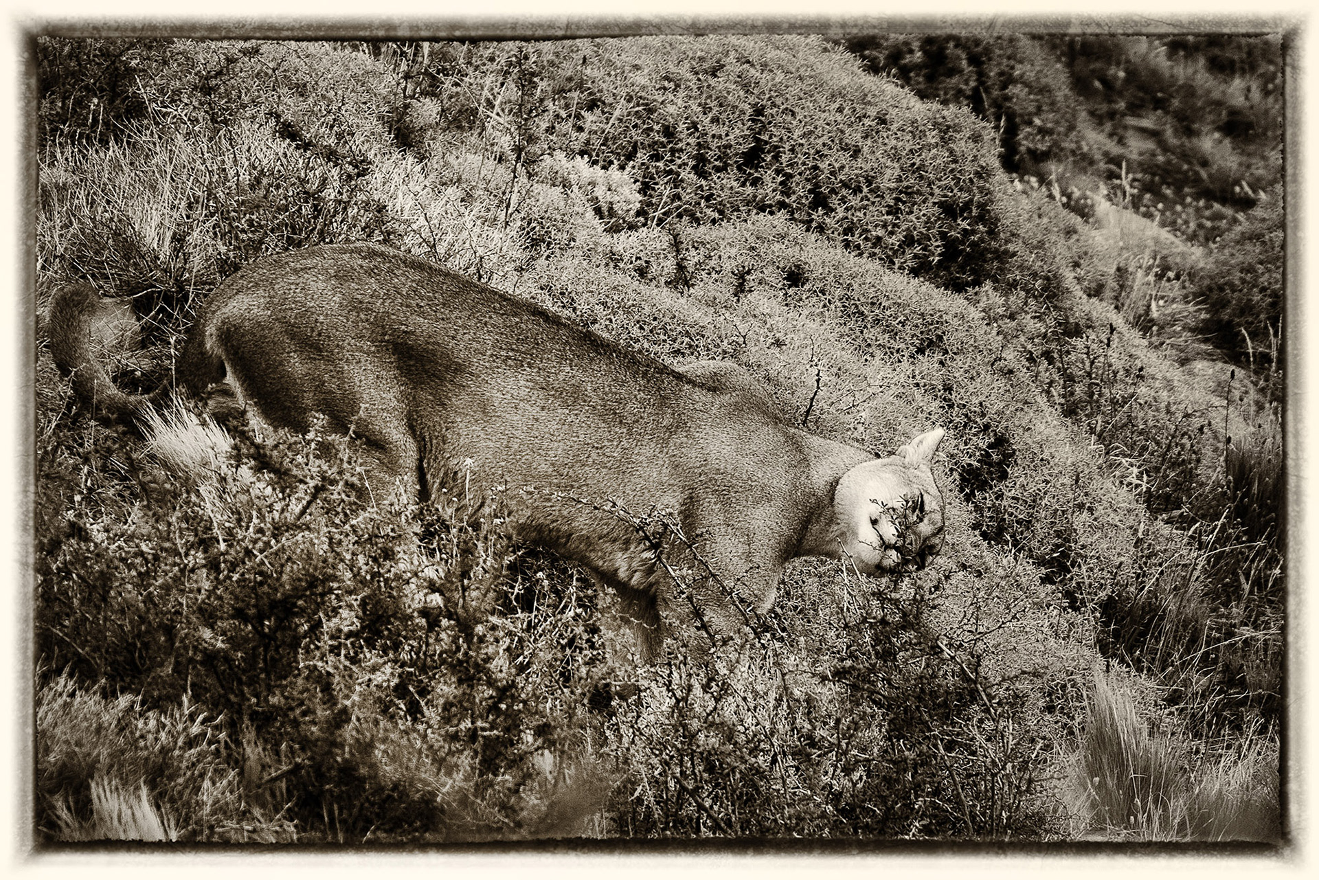 31 Puma