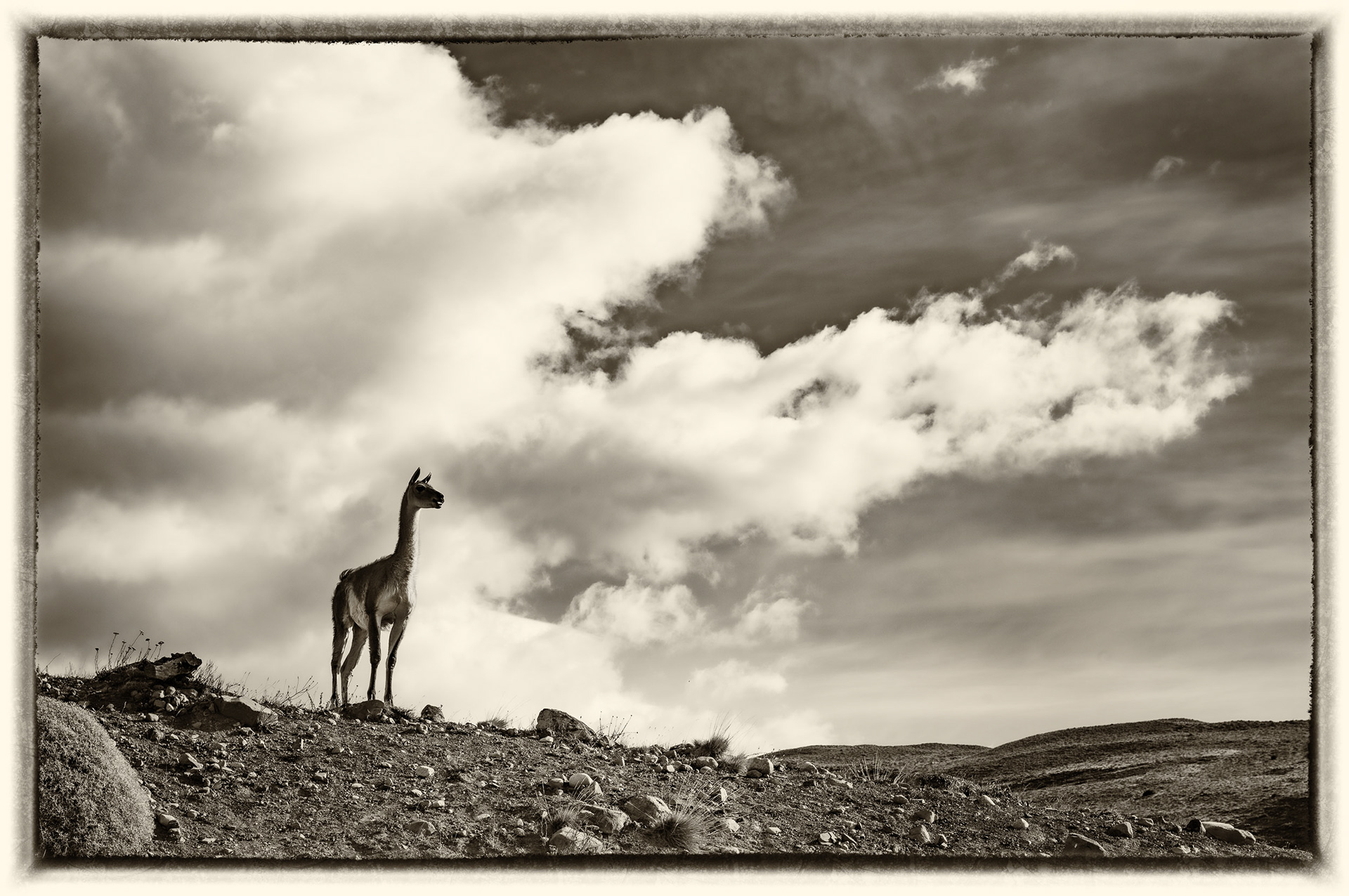 47 Guanaco