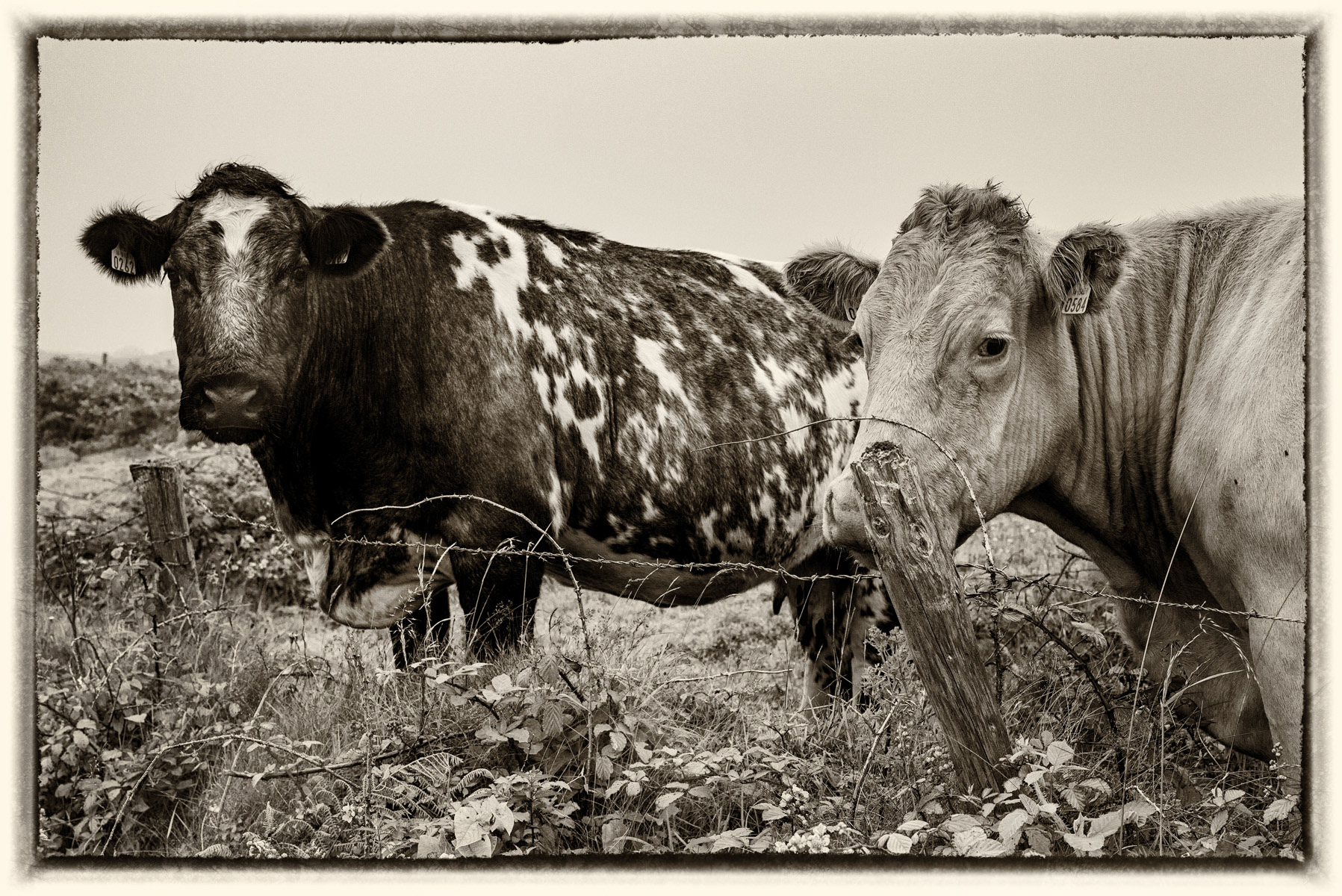 Peninsule de Beara 4