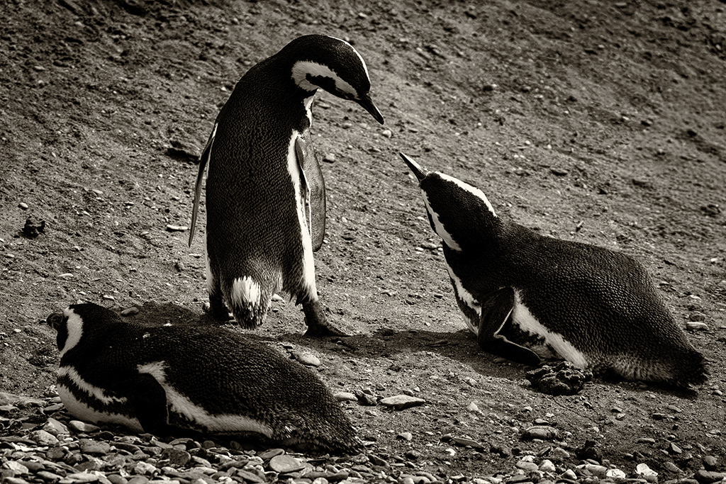 Manchot de Magellan 2