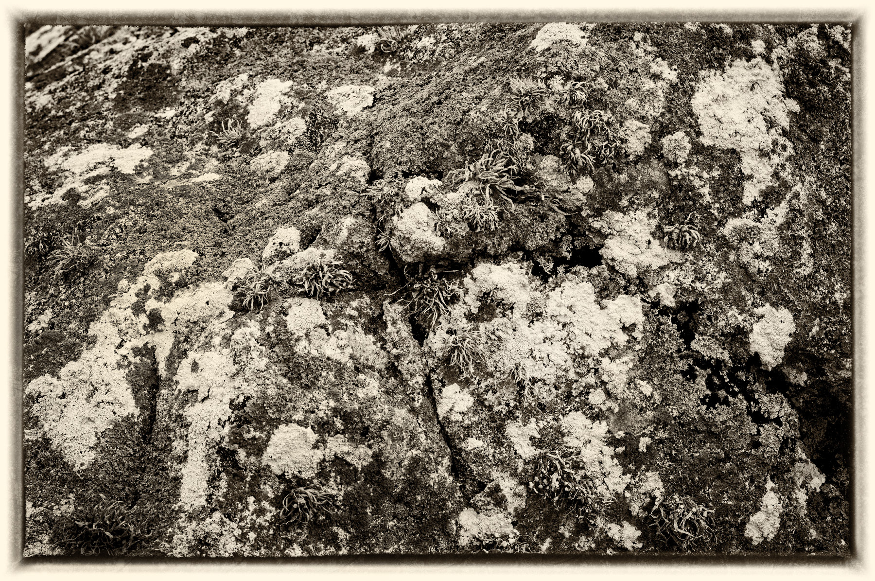 Lichen & Granit