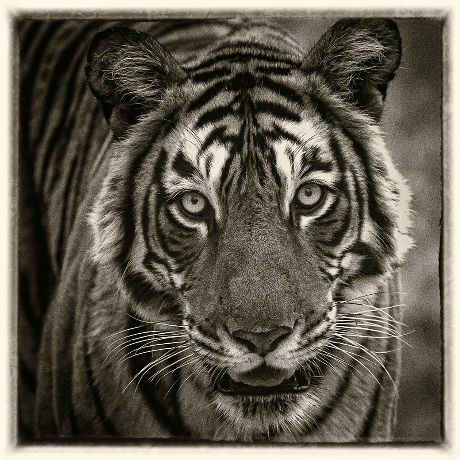 Tigre 1