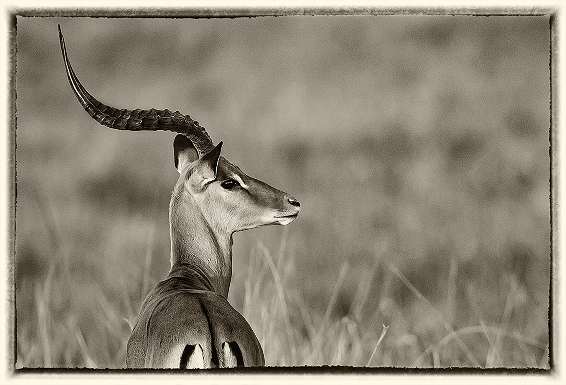 Gazelle de Thomson 1