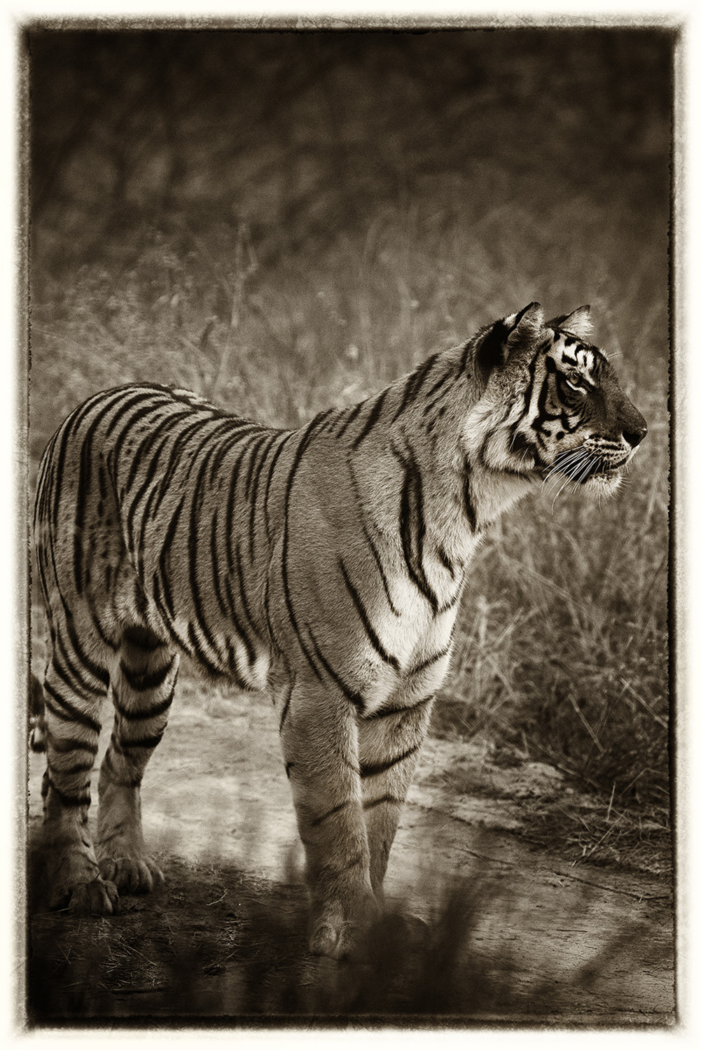 Tigre 5