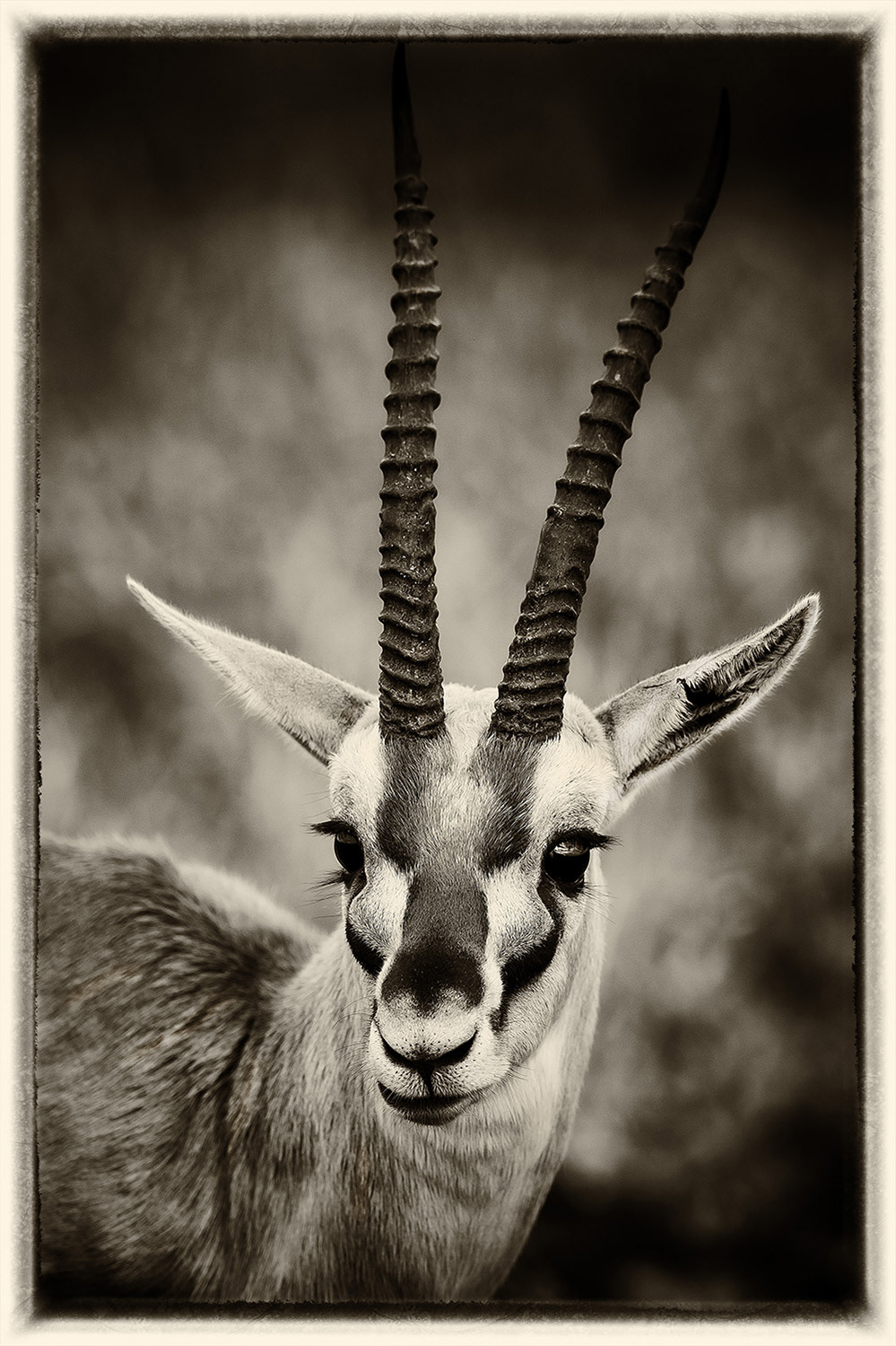 Gazelle de Thomson
