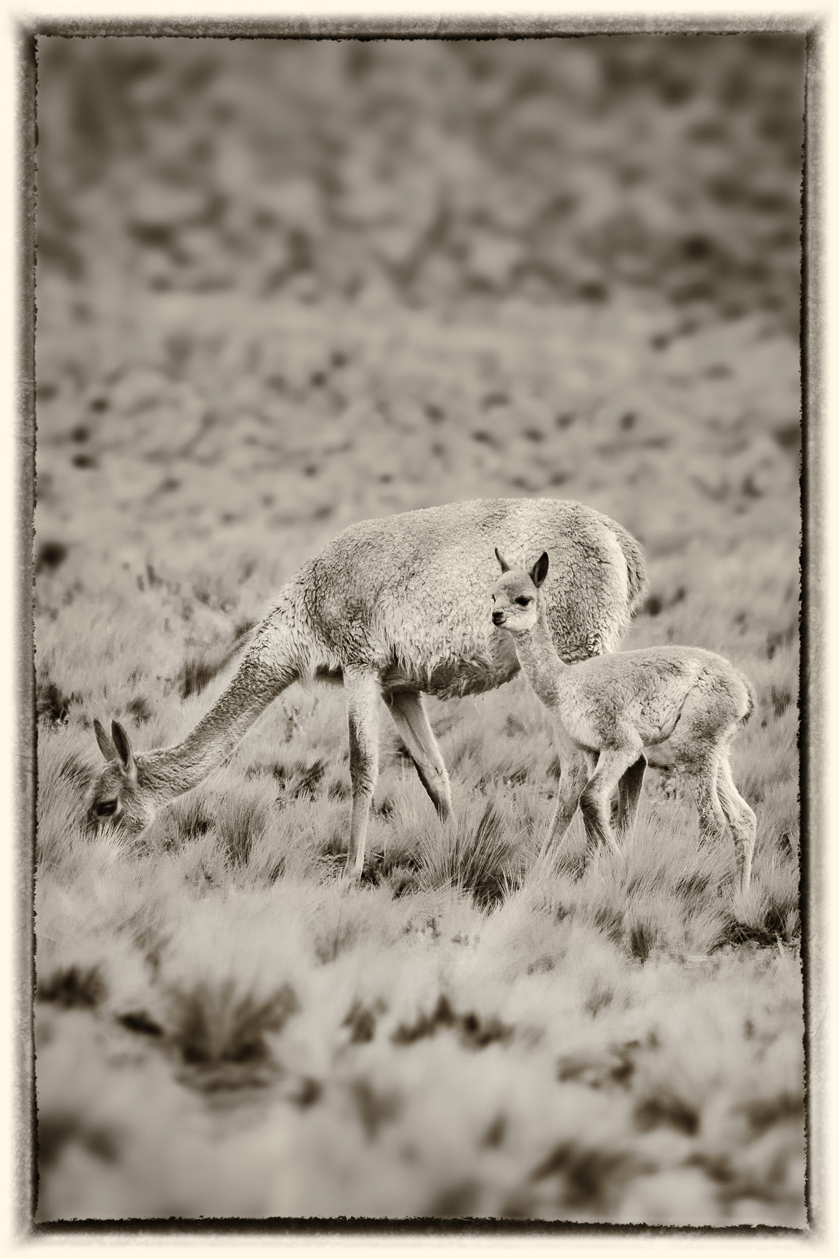 4 Vigogne