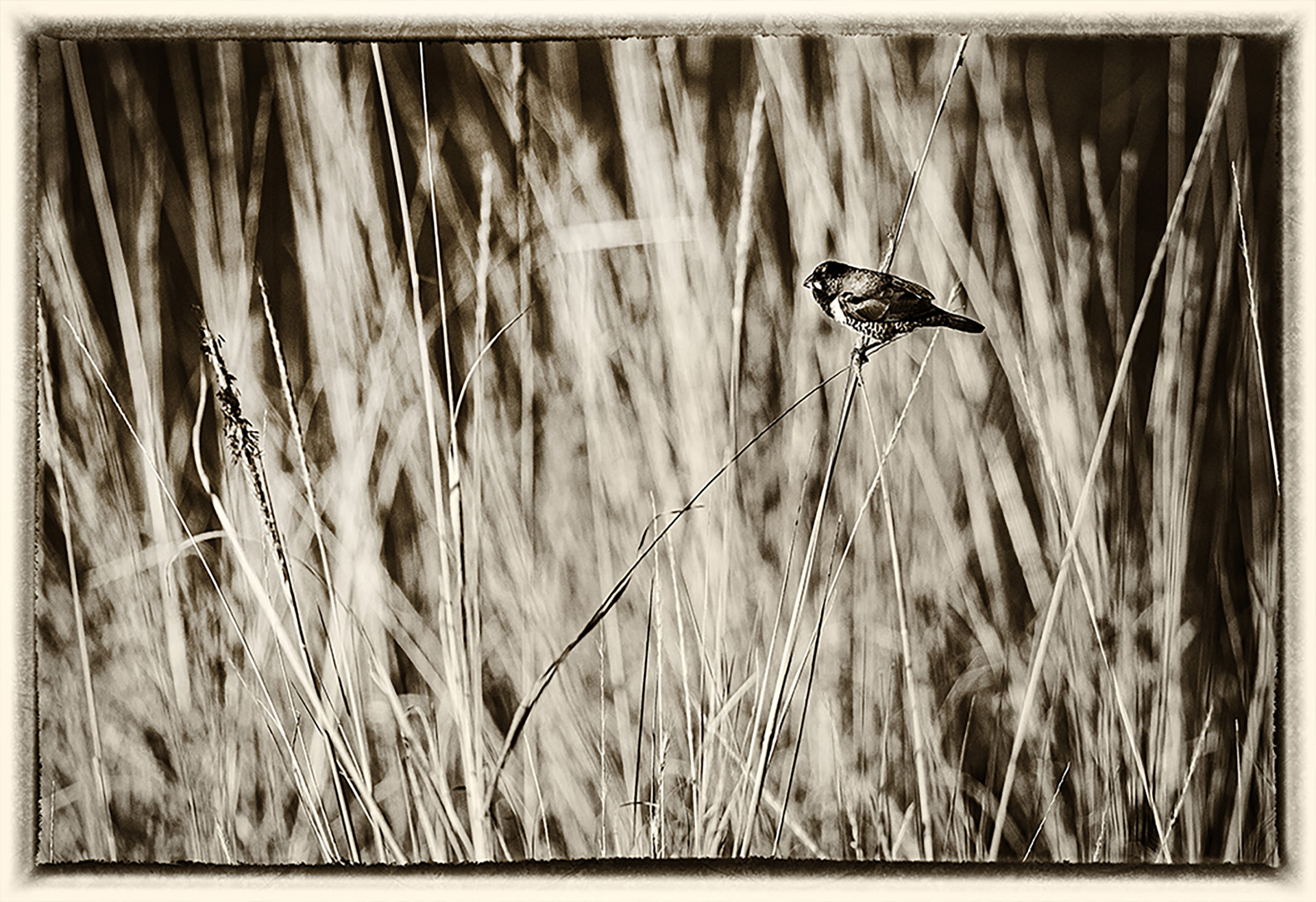 Bird