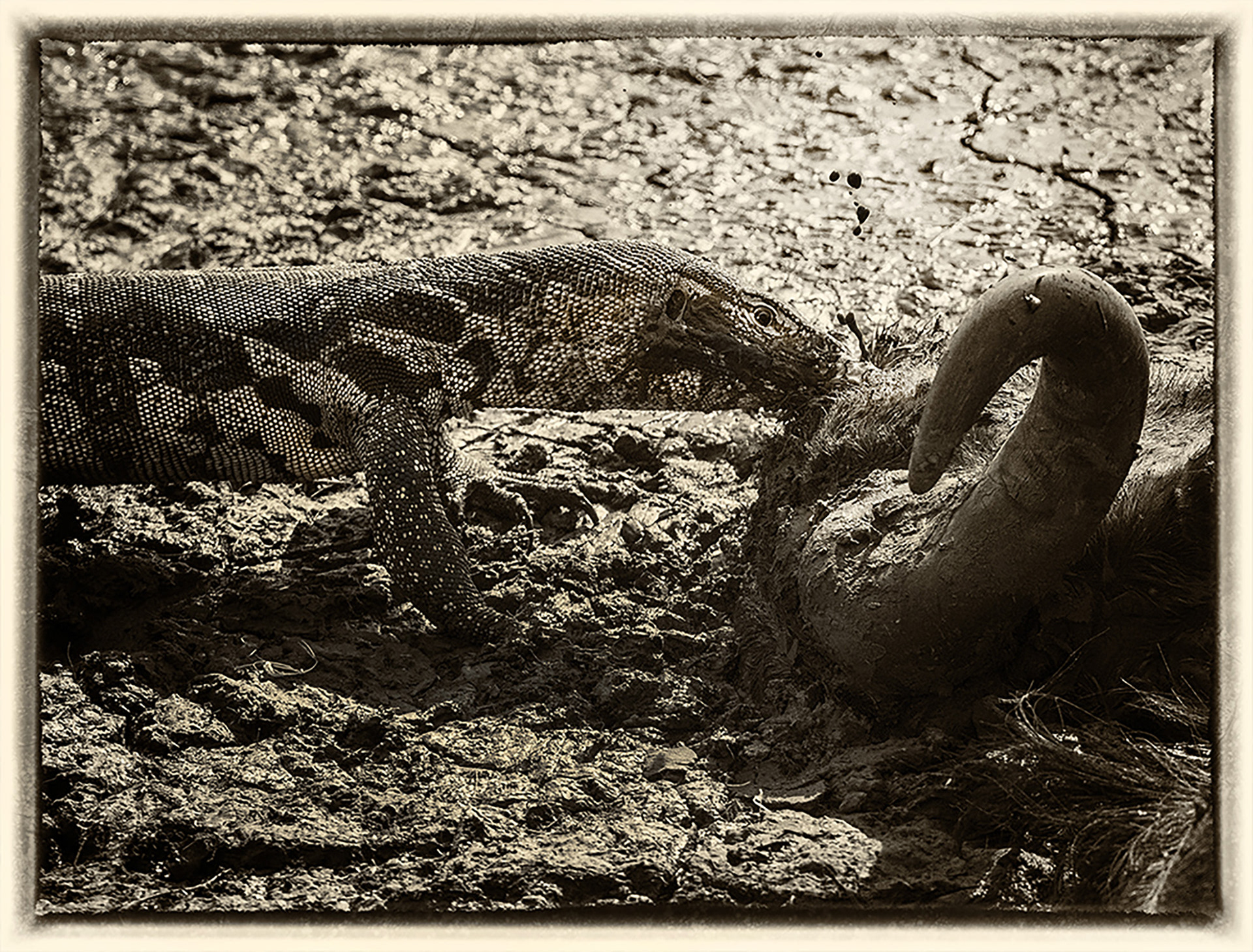 Varan 2
