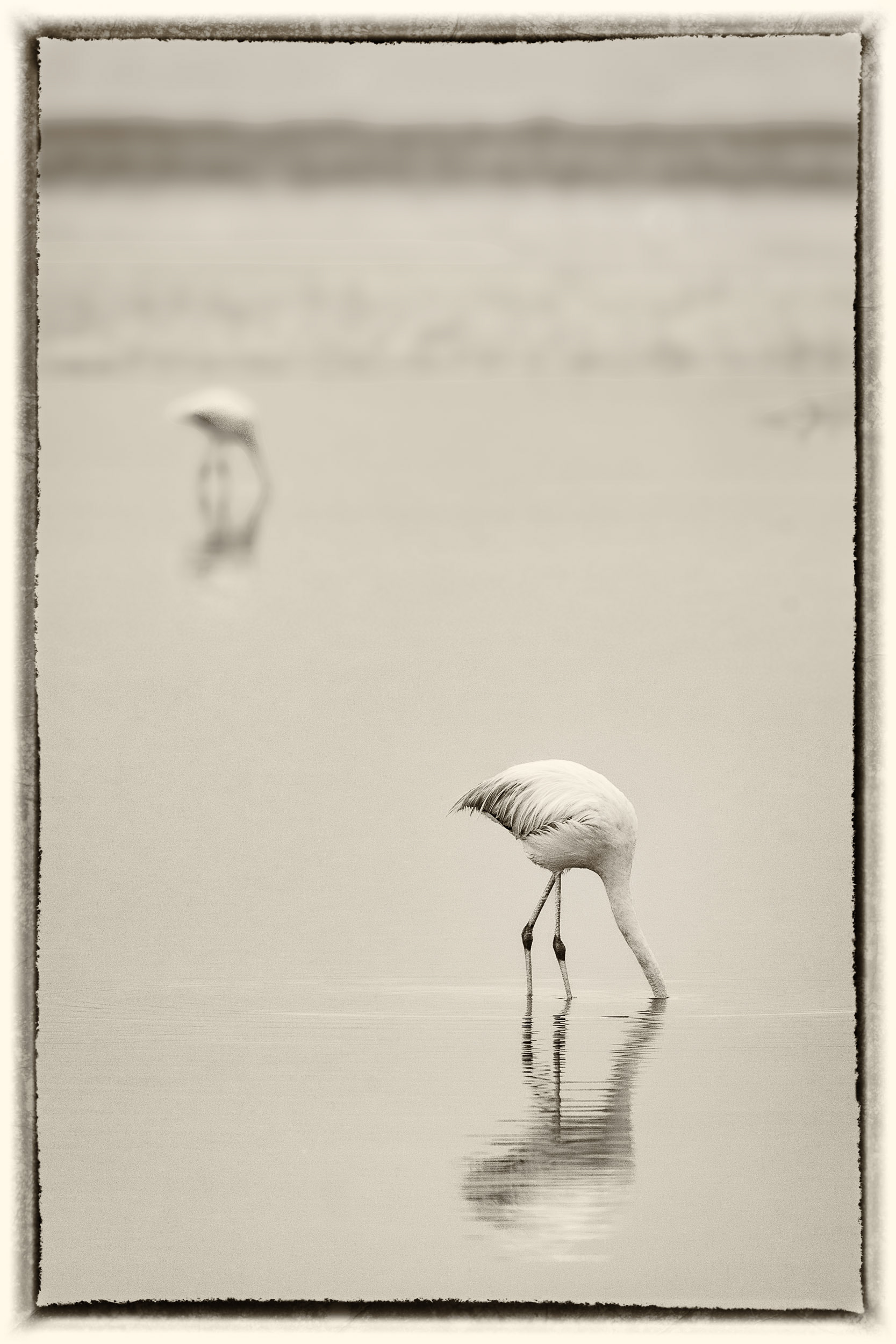 2 Flamand rose