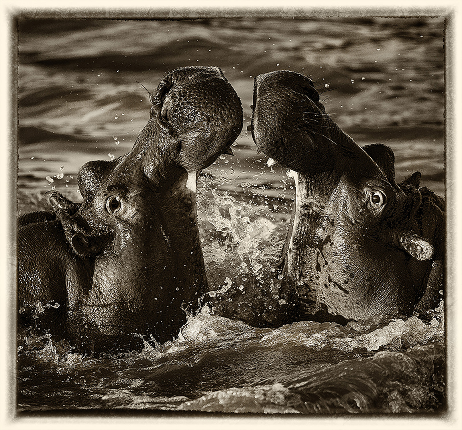 Hippopotames