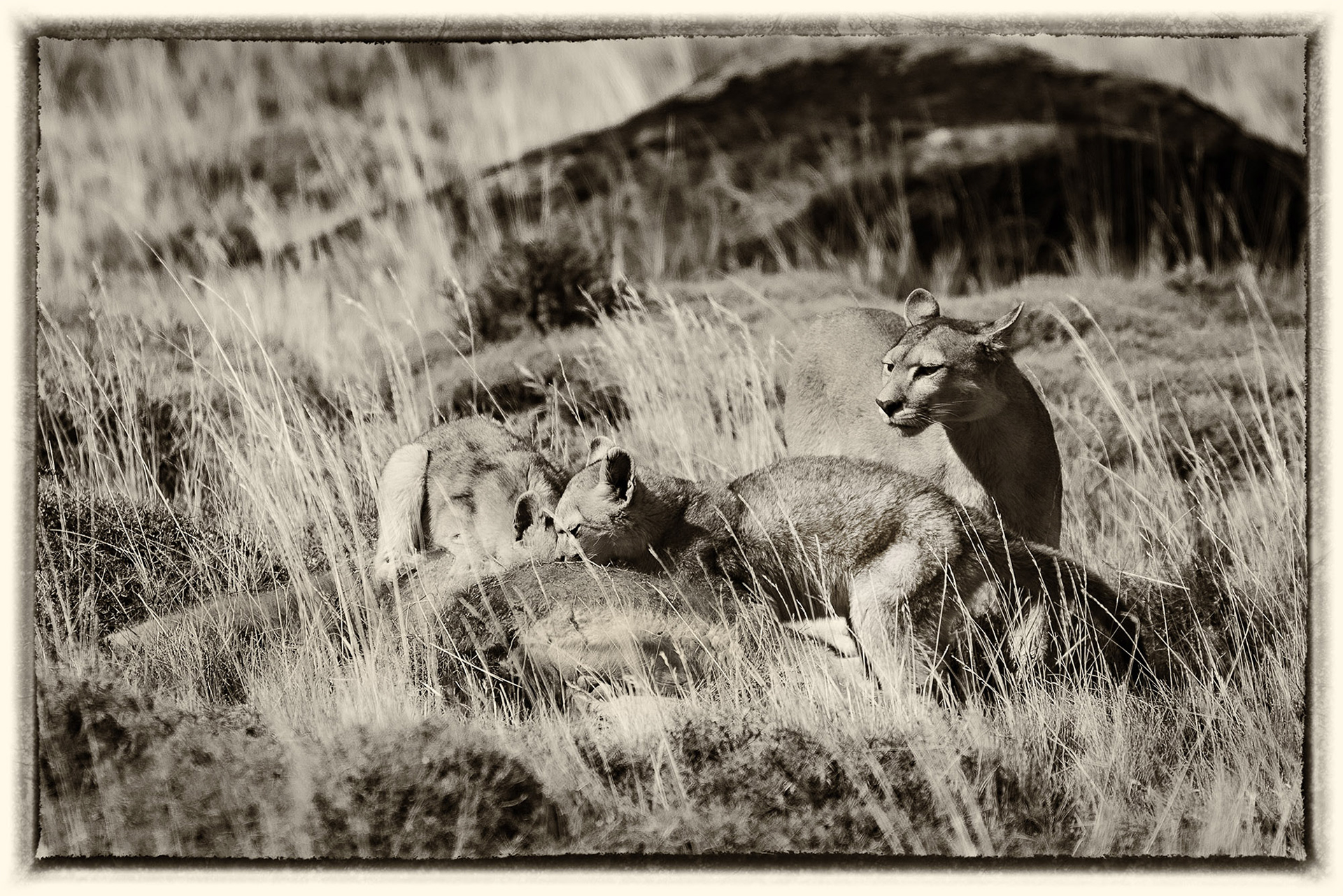 39 Puma