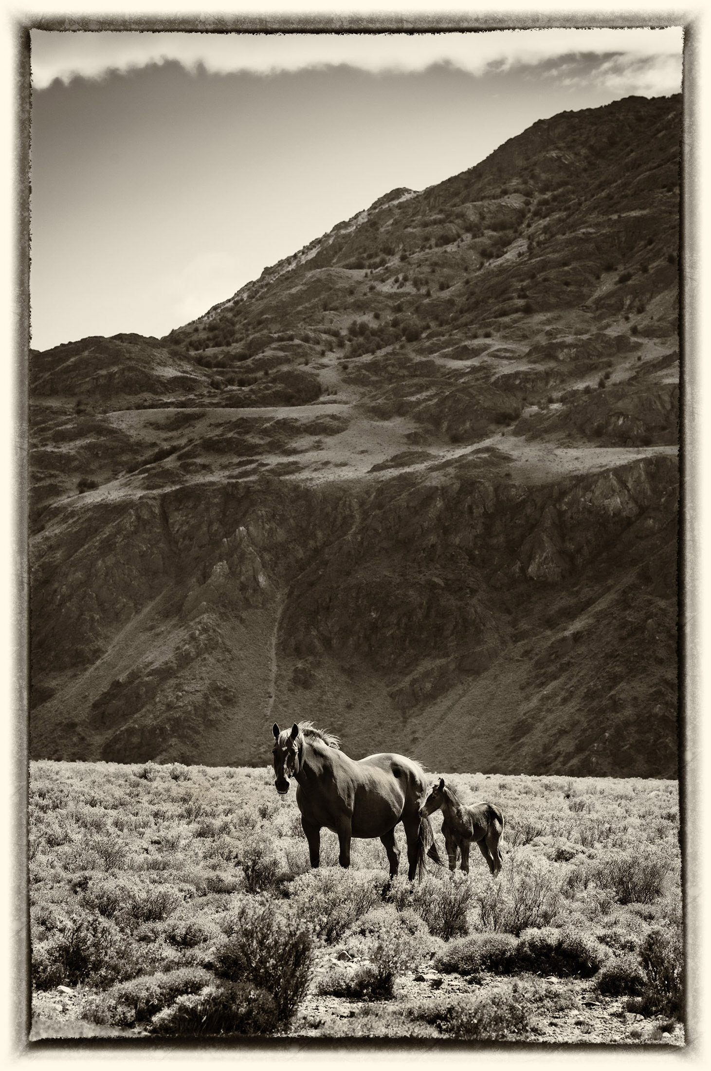 46 Cheval sauvage