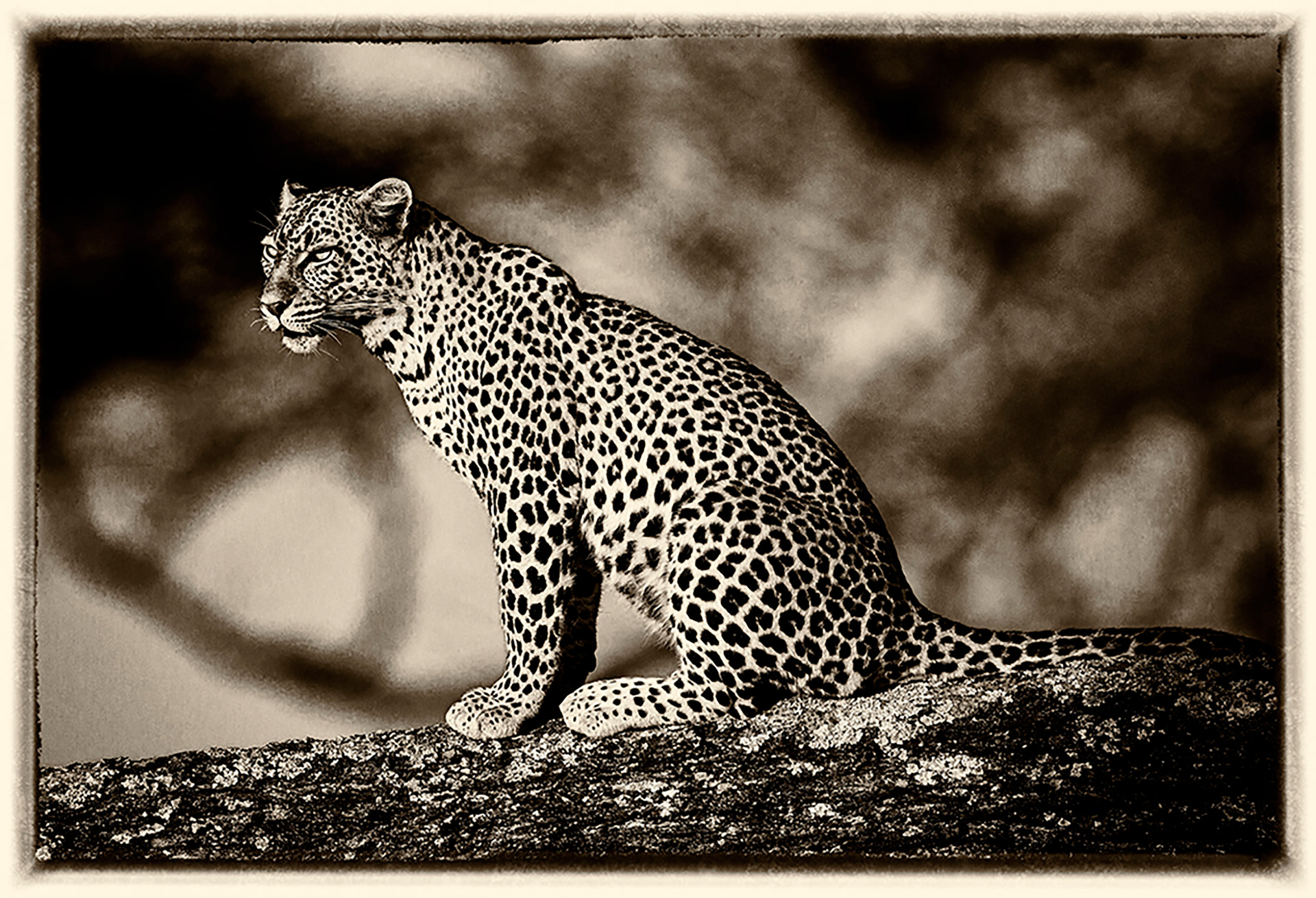Leopard 2