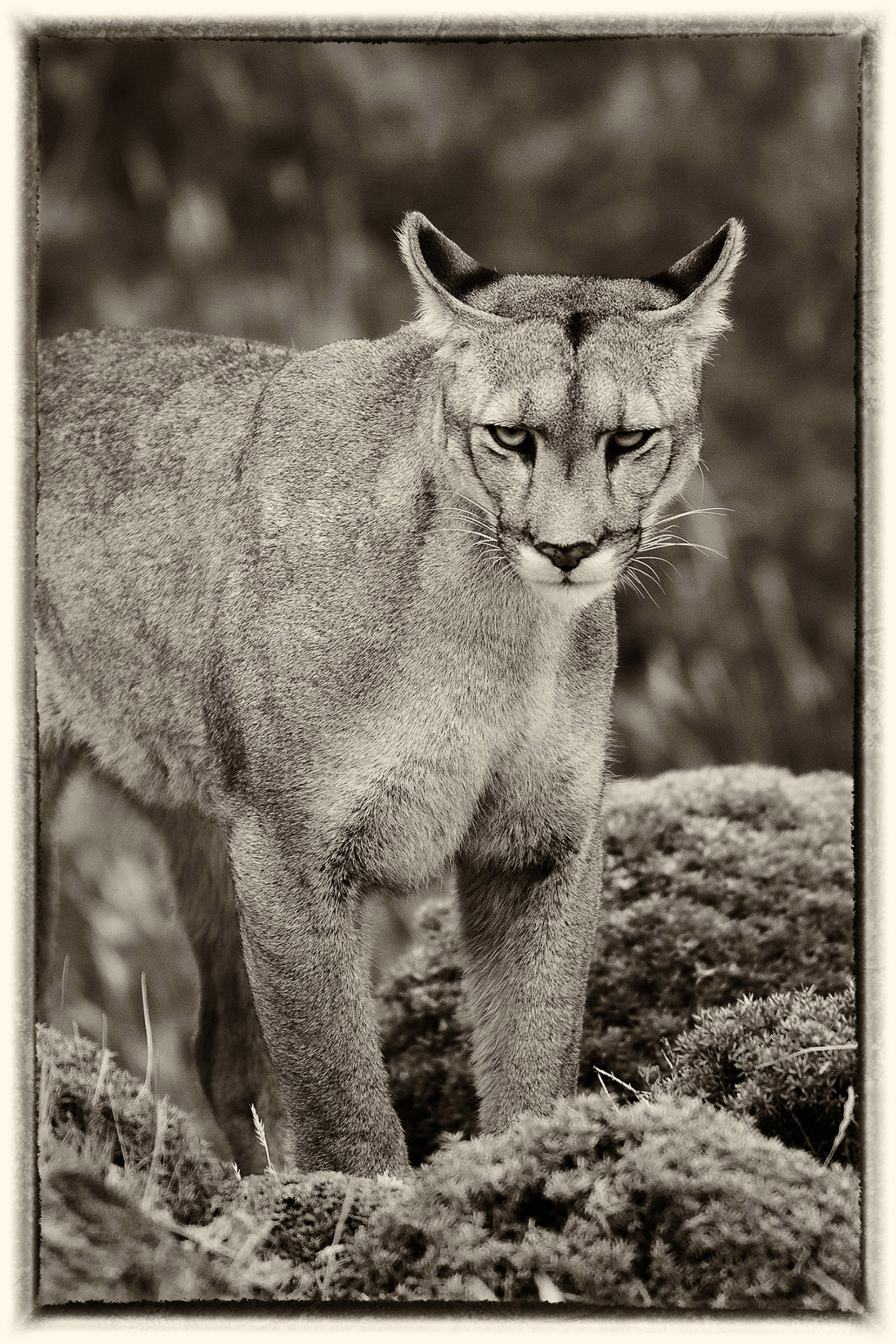 30 Puma