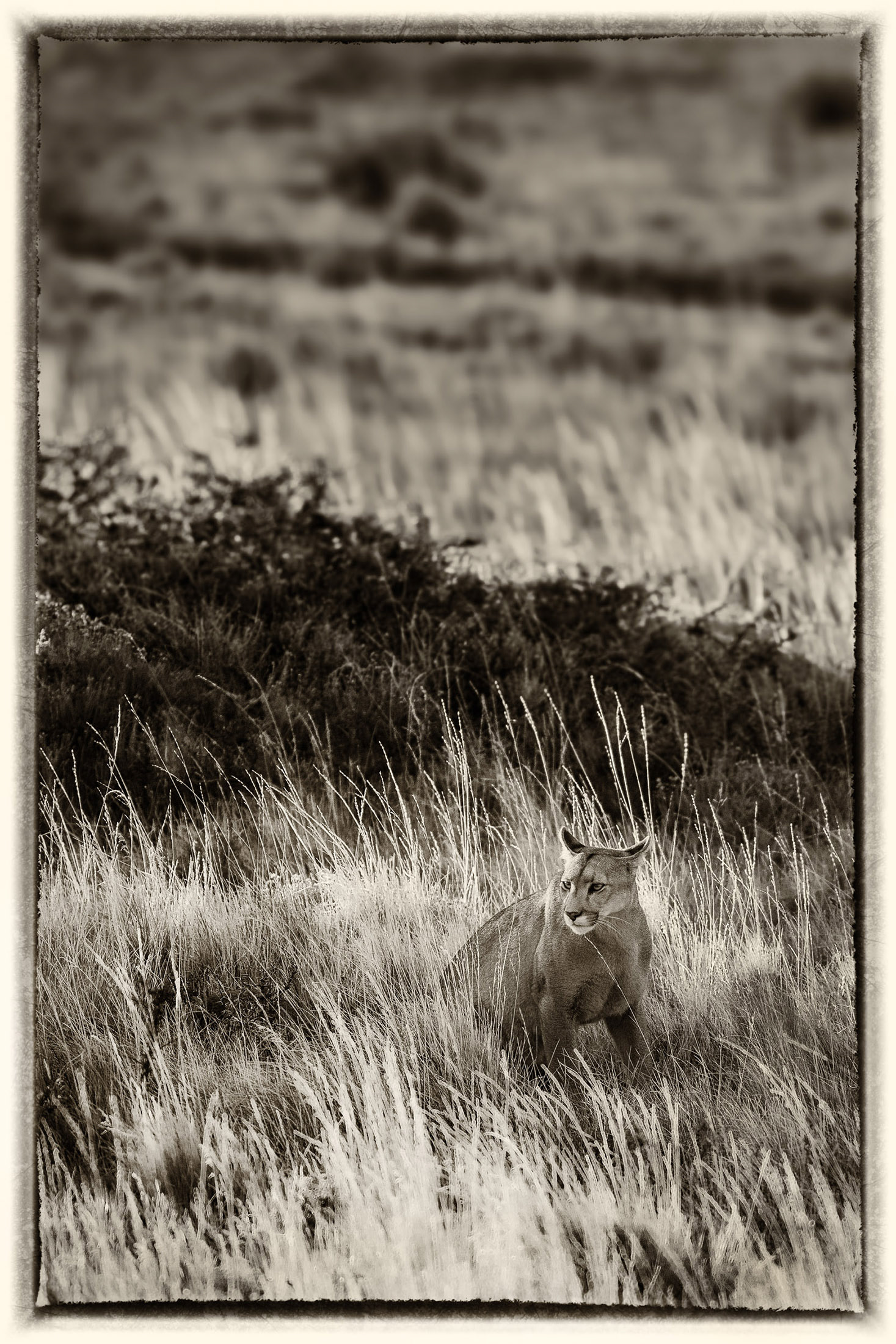 28 Puma