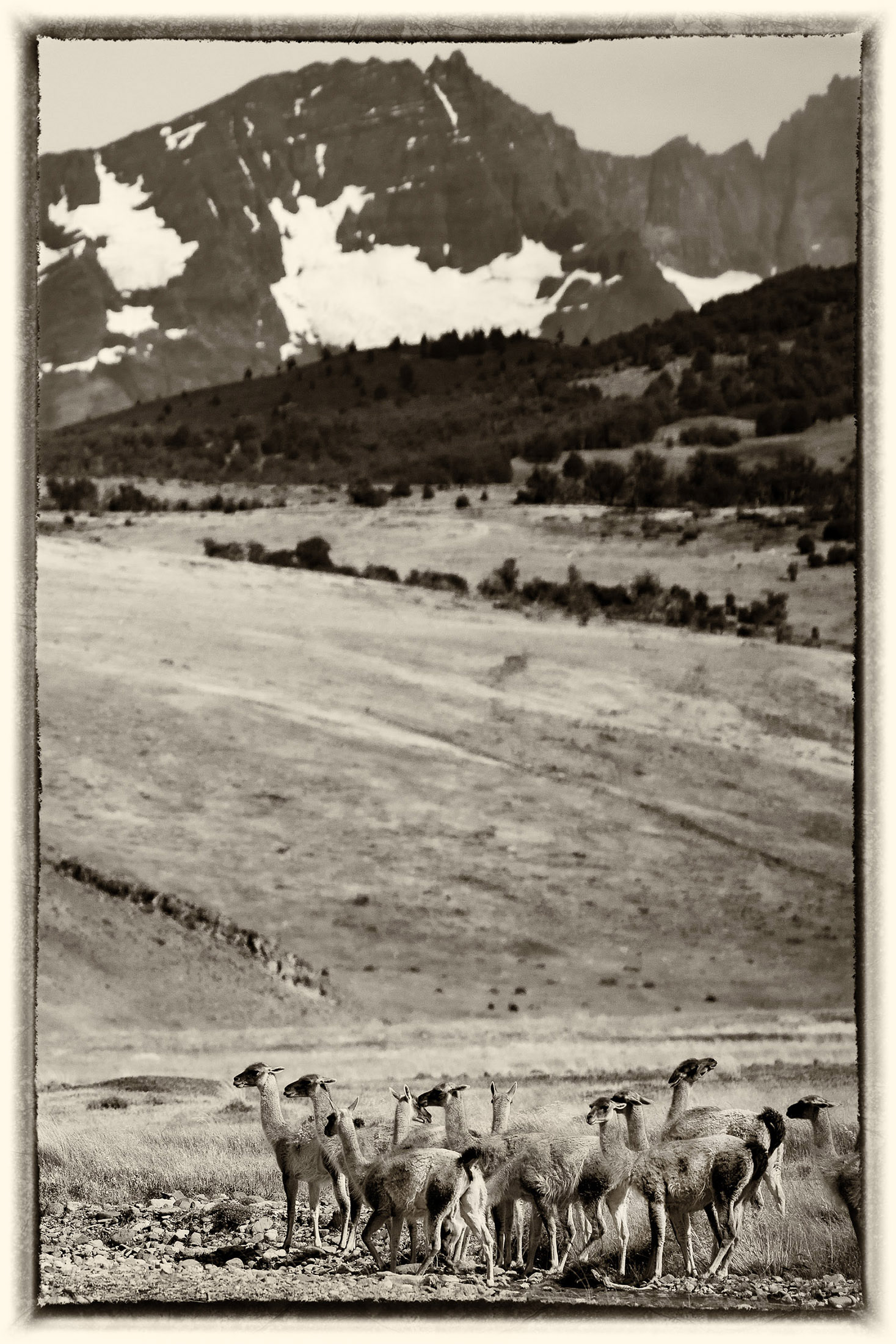 22 Guanaco