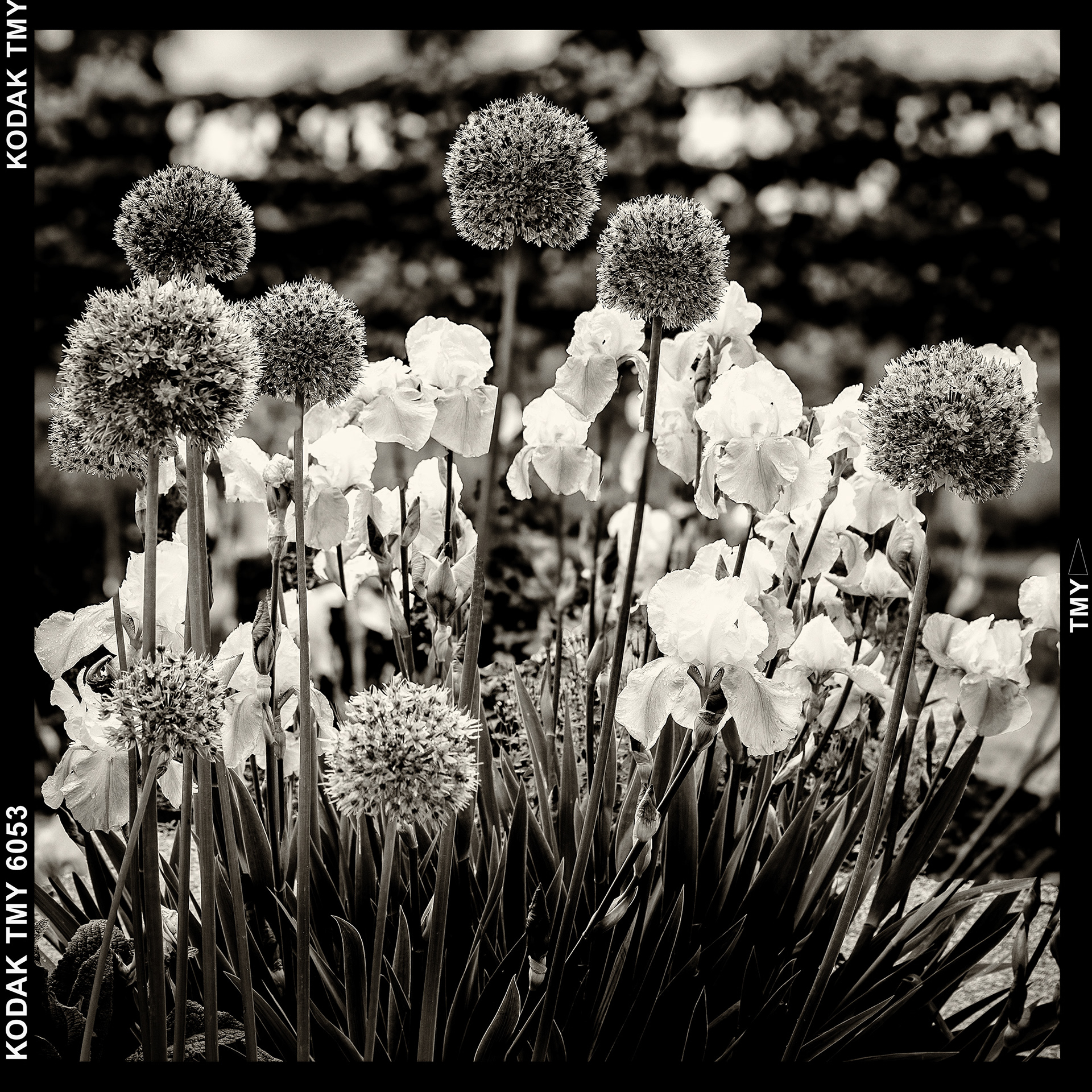 Iris & pompon