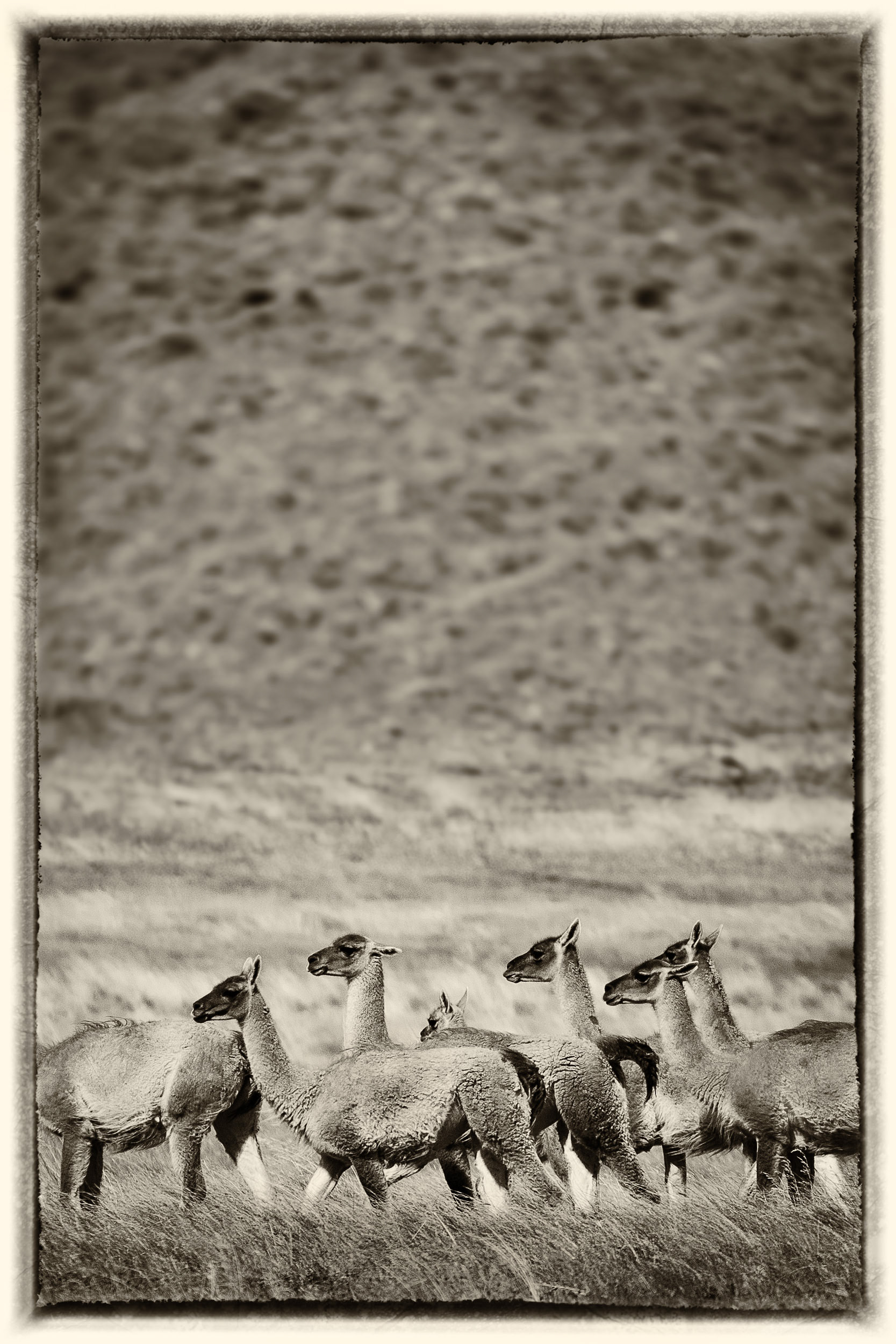 23 Guanaco