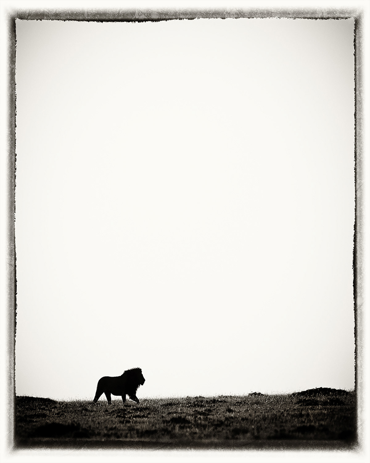 Lion 4