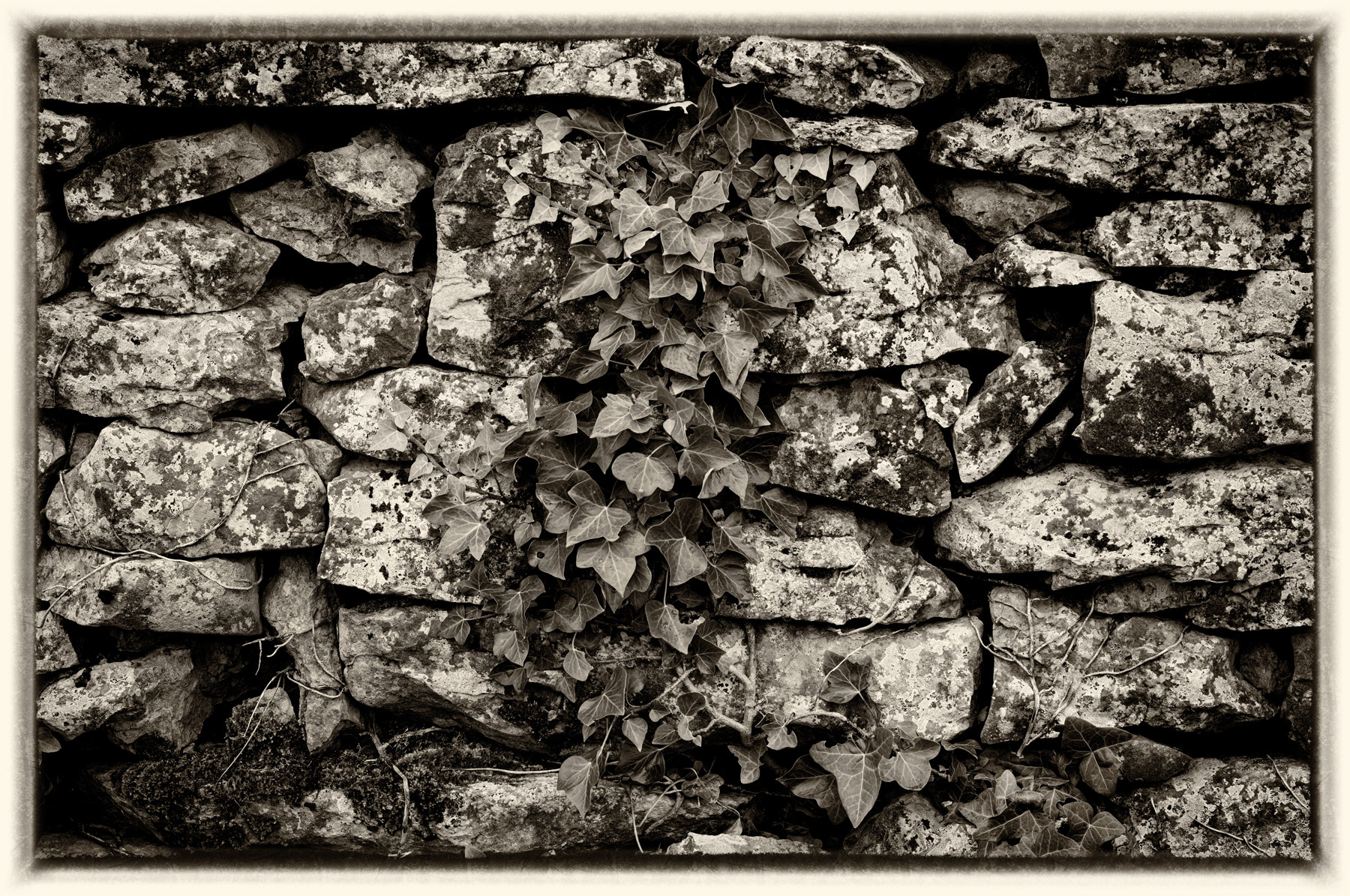 Lierre Burren