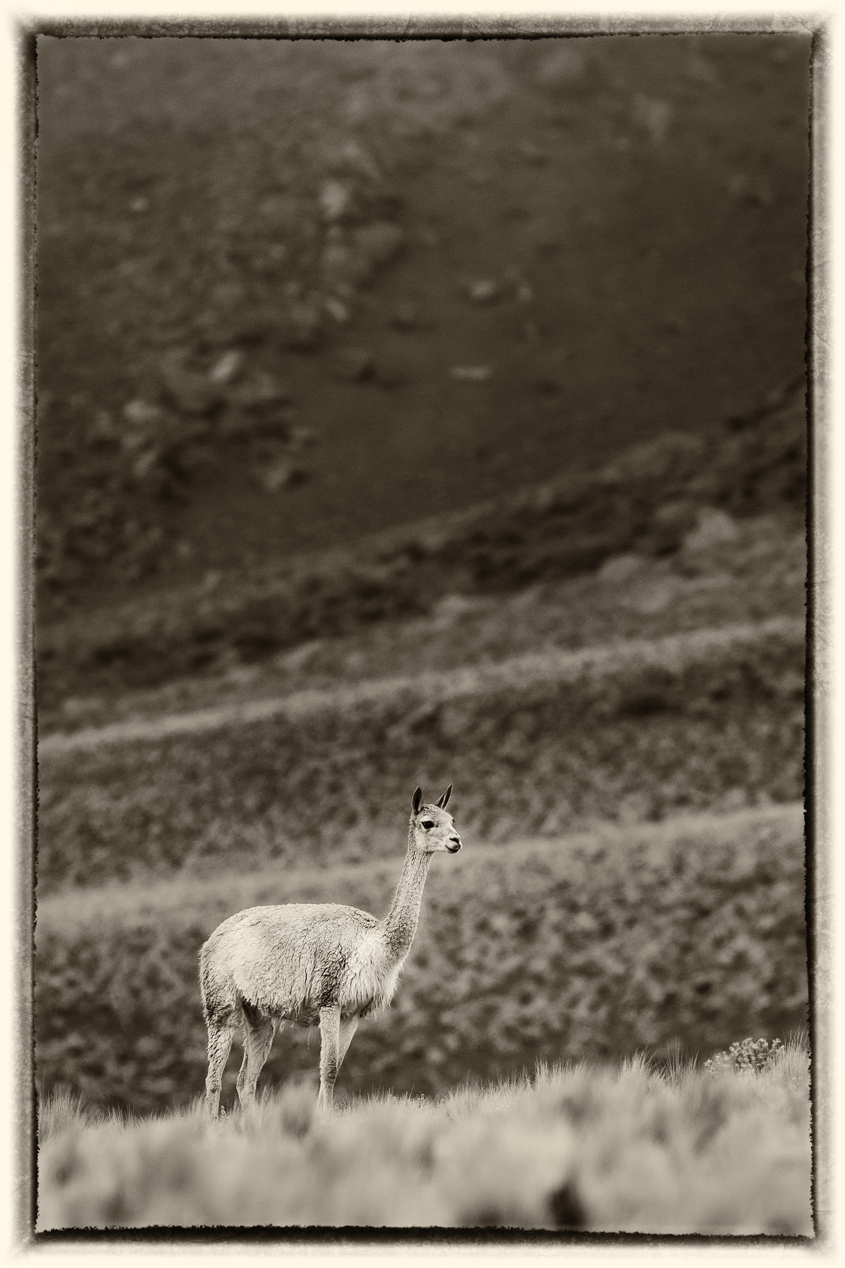 5 Vigogne