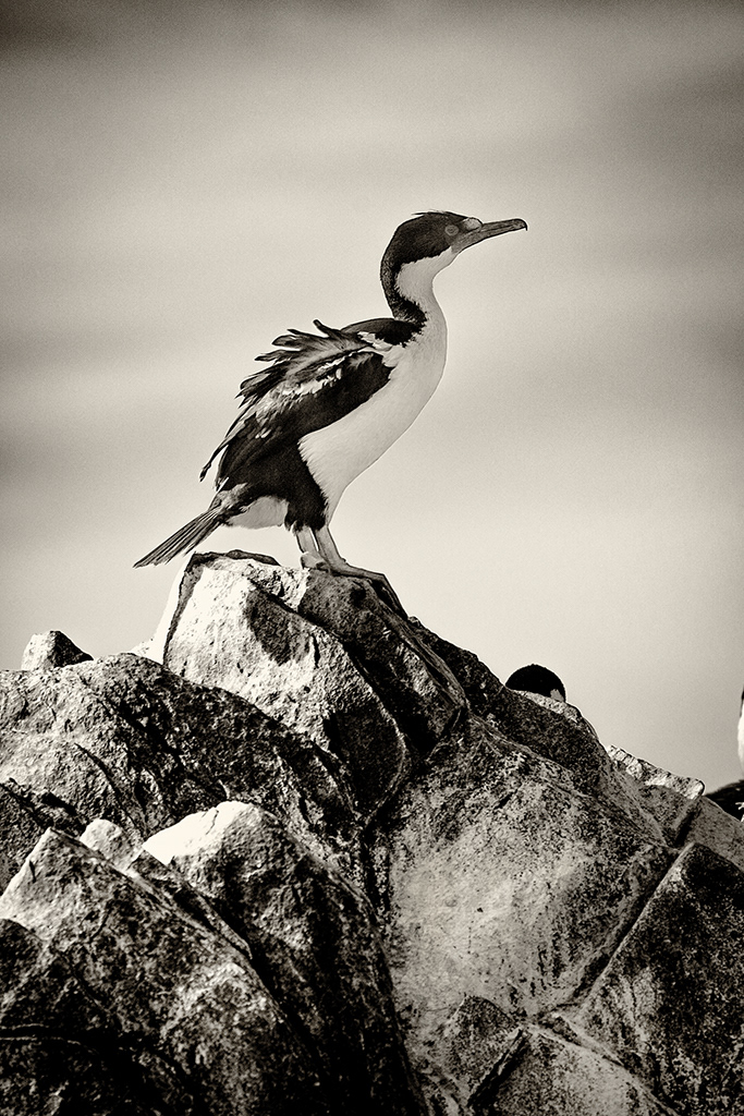 Cormoran de Magellan