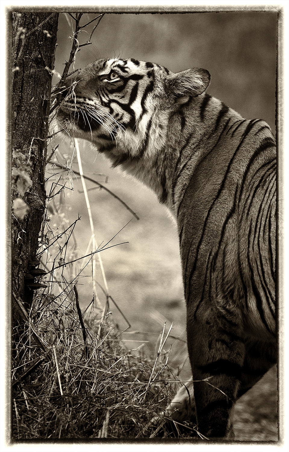 Tigre 6