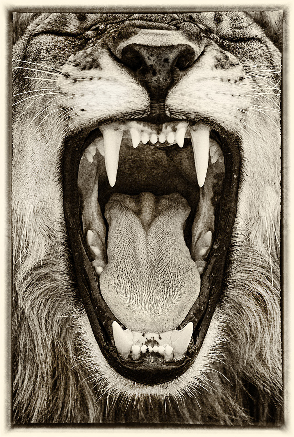 Lion 5