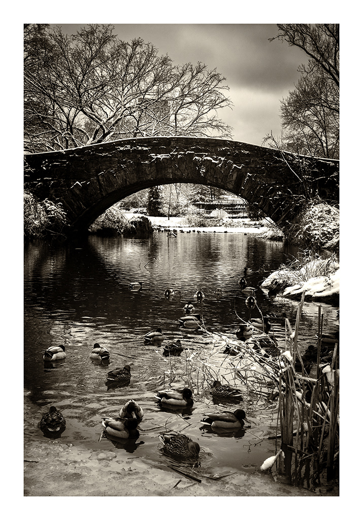 Central Park Ducks