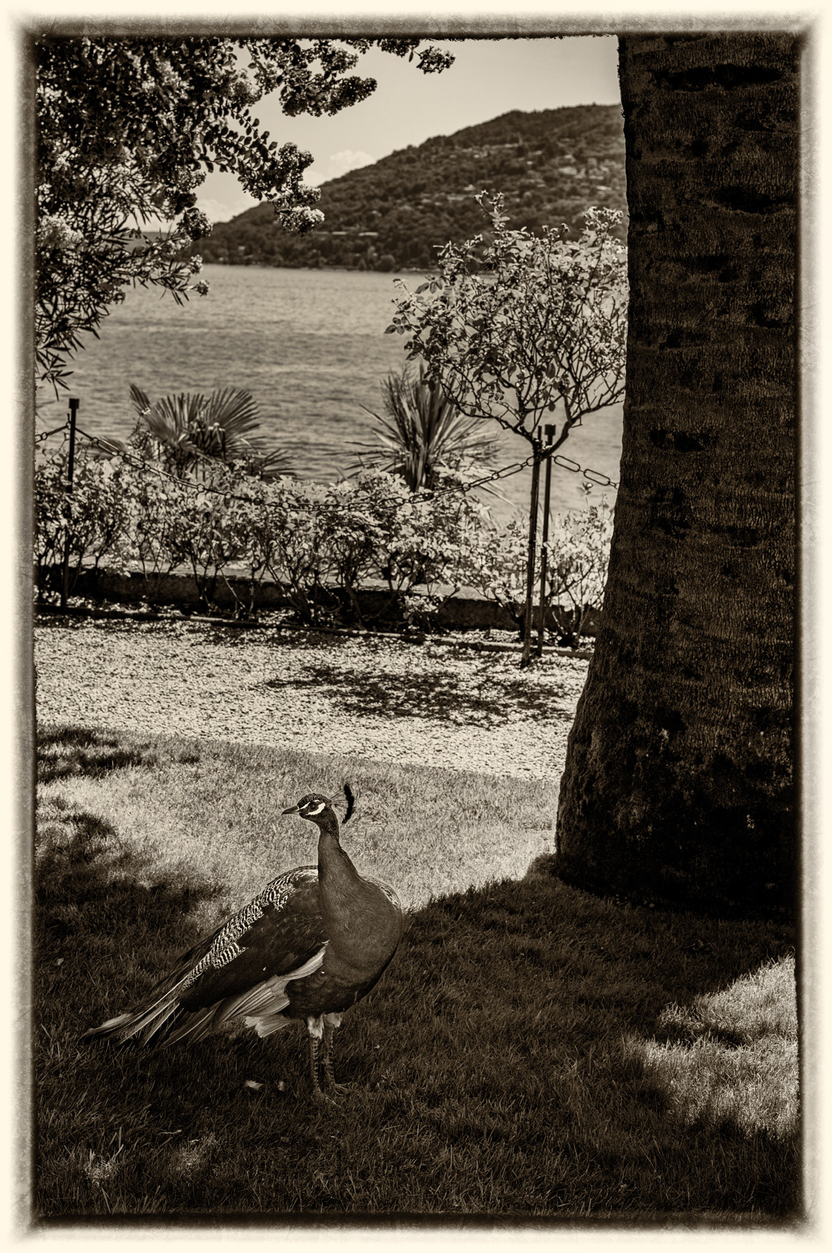 Paon isola Madre (Iles Borromée)