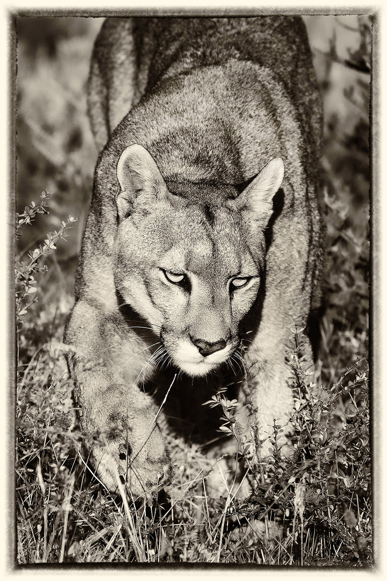 25 Puma