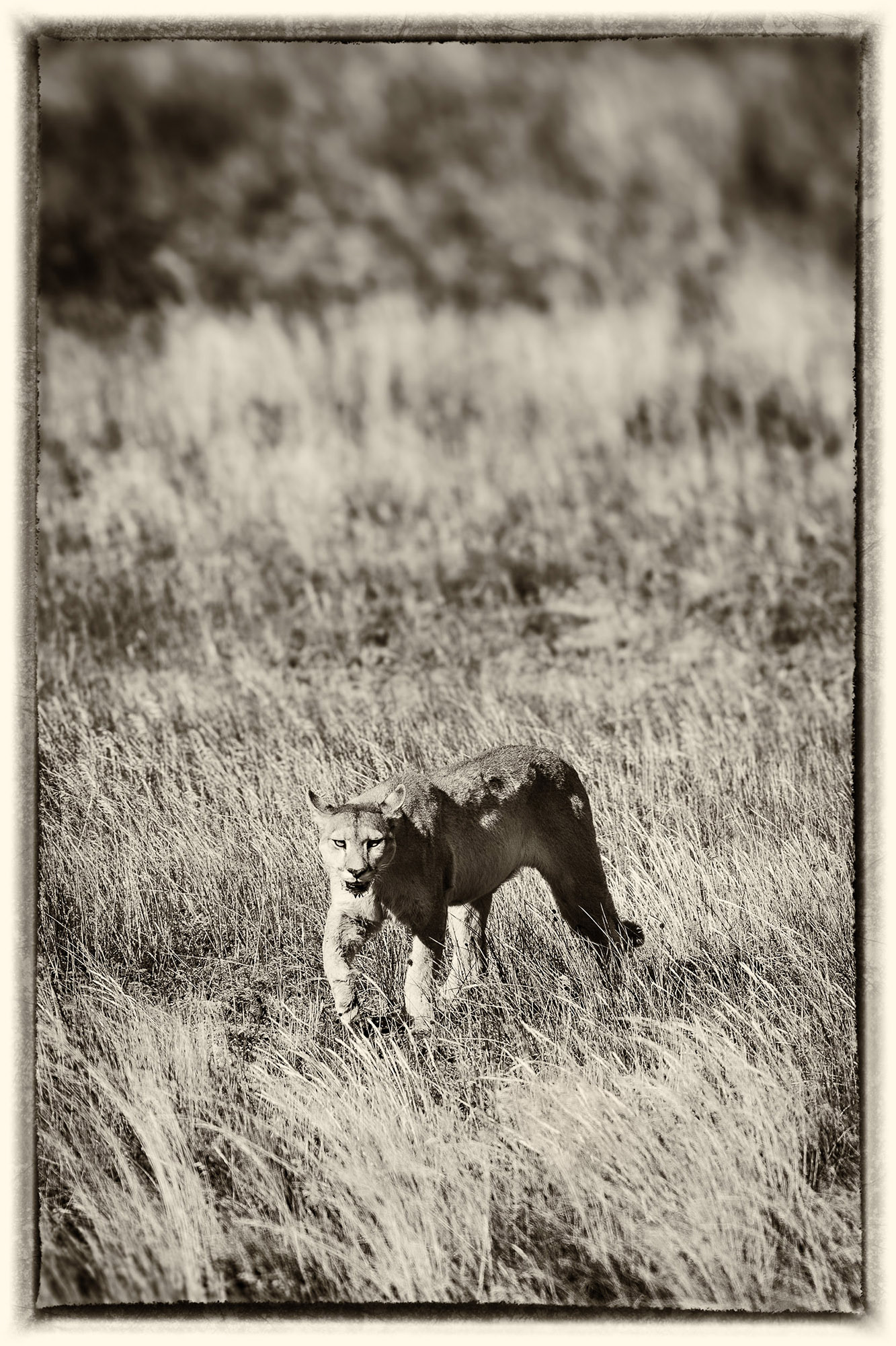 33 Puma