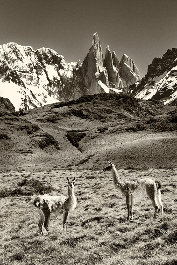 Guanaco