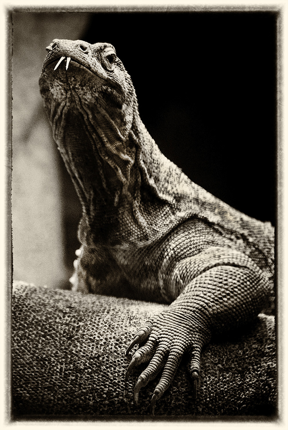 Varan