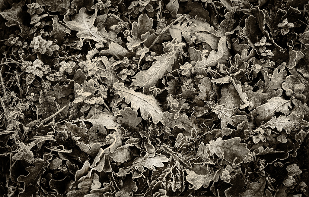 24- feuilles de chêne gelées 