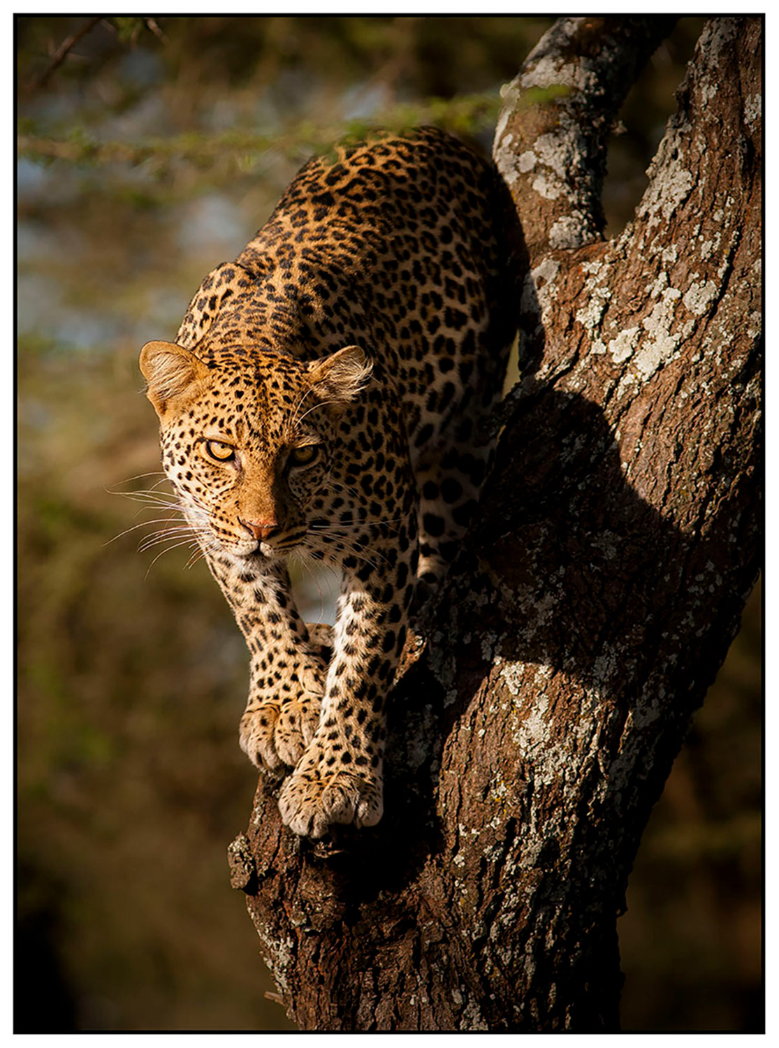 Leopard