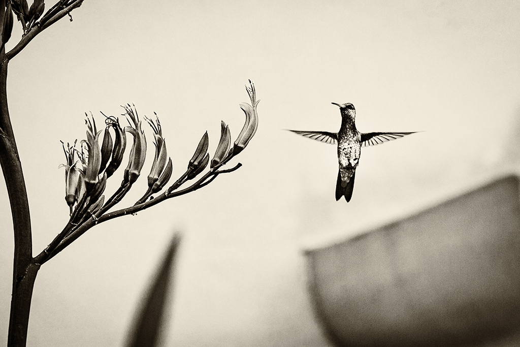 Colibri
