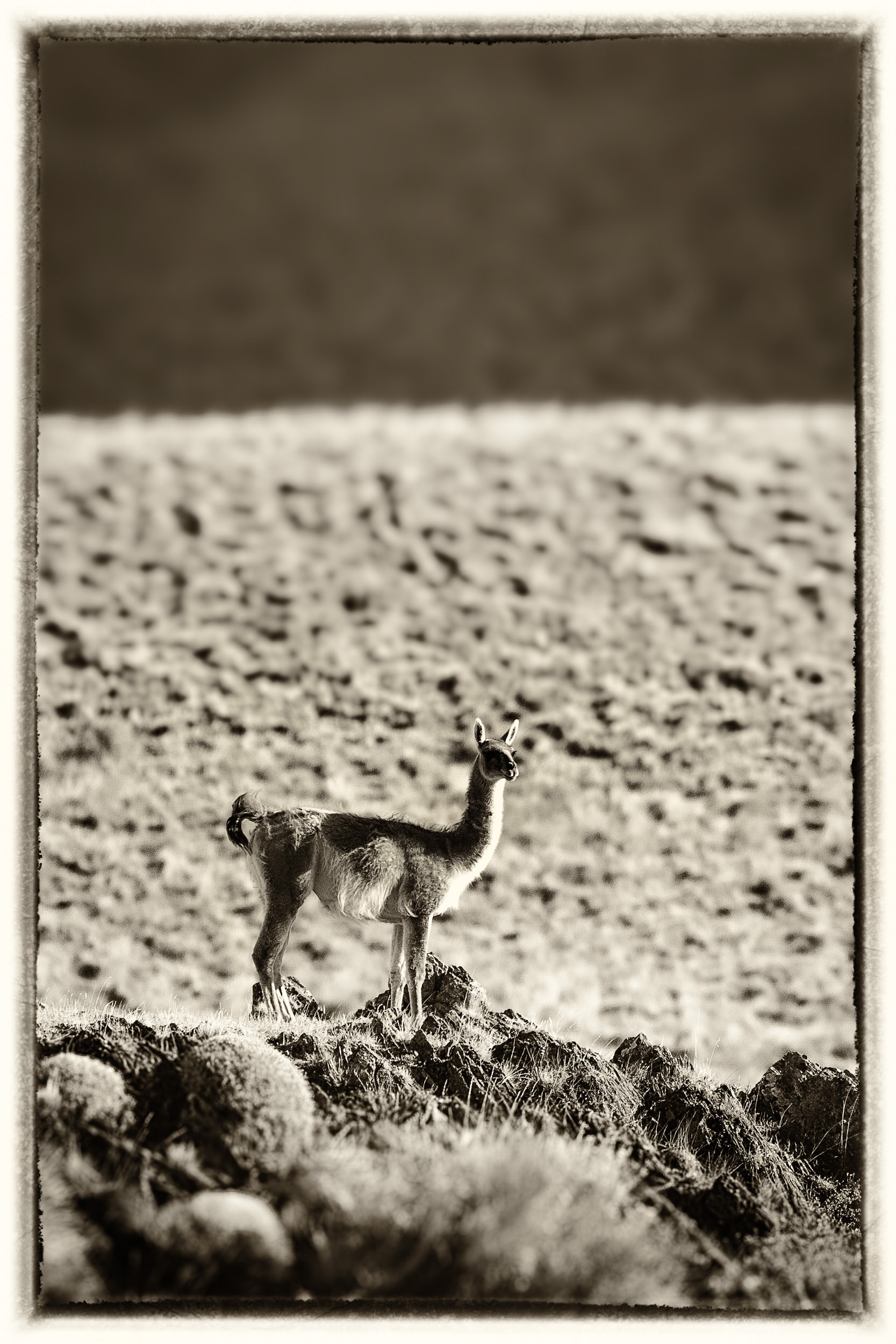 17 Guanaco