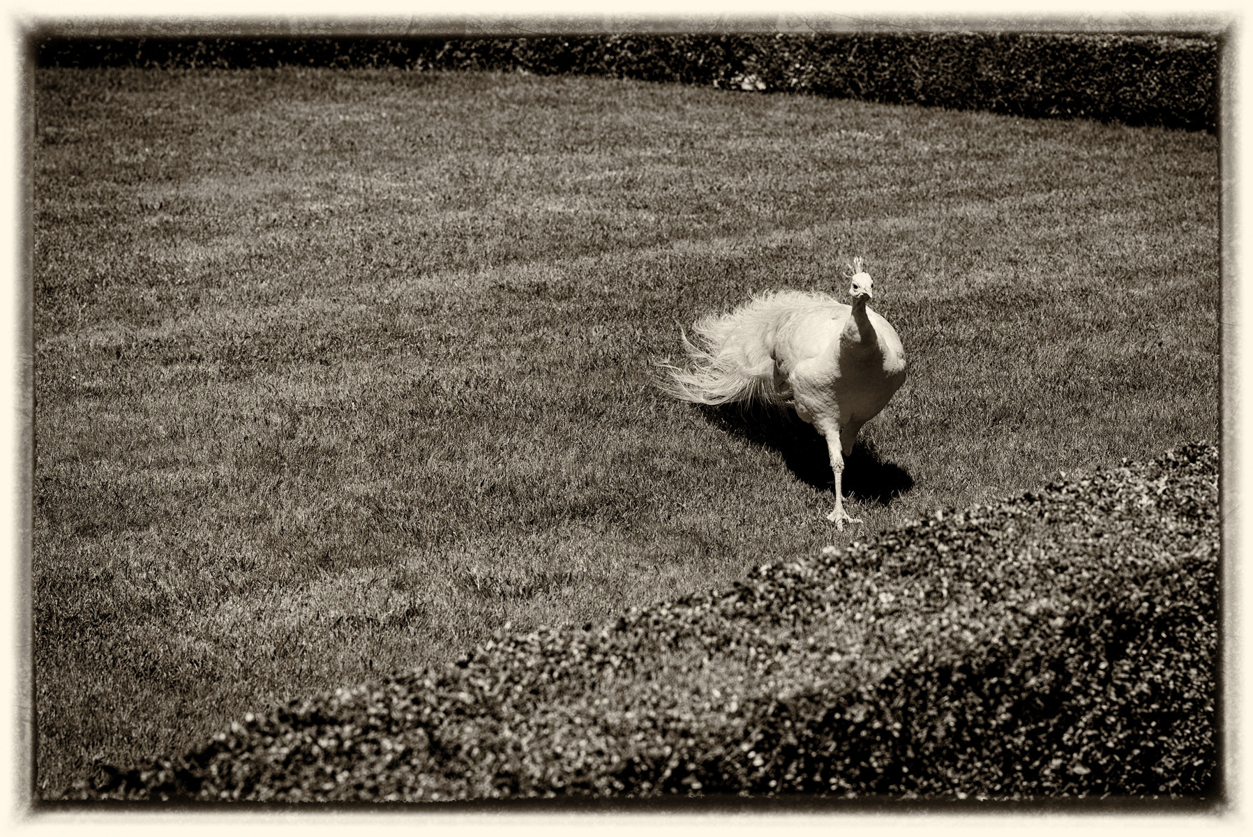 Paon Isola Bella (Iles Borromée)