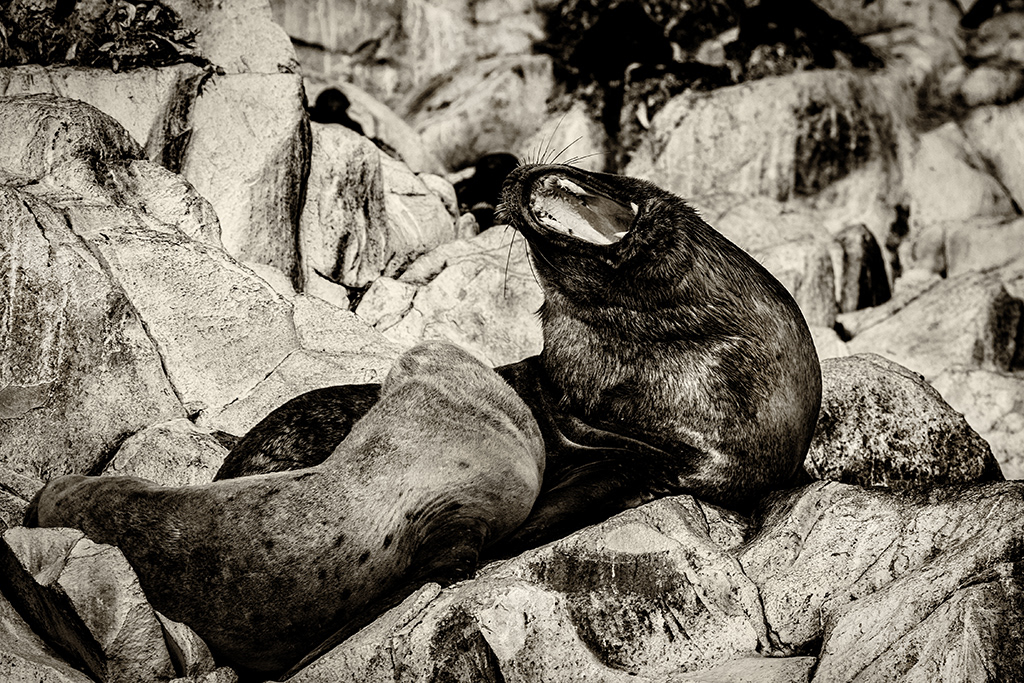 Lion de Mer Ushuaïa