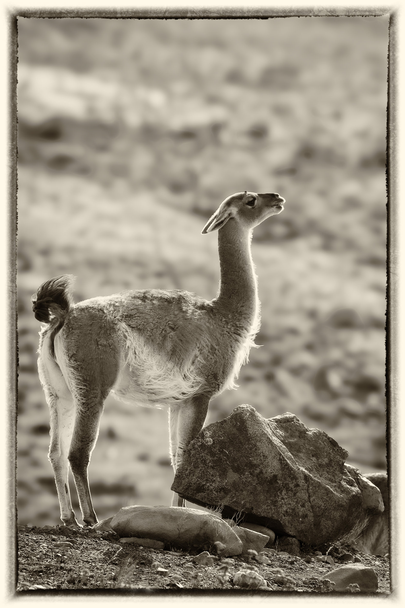 19 Guanaco