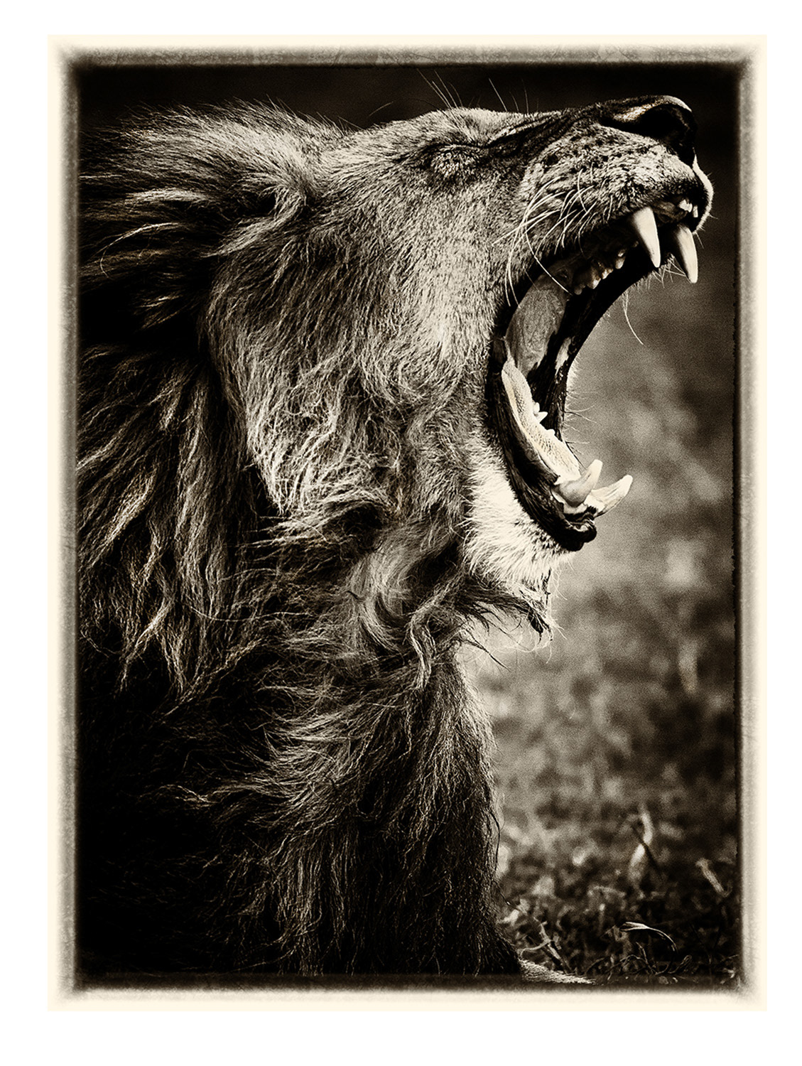 Lion 1