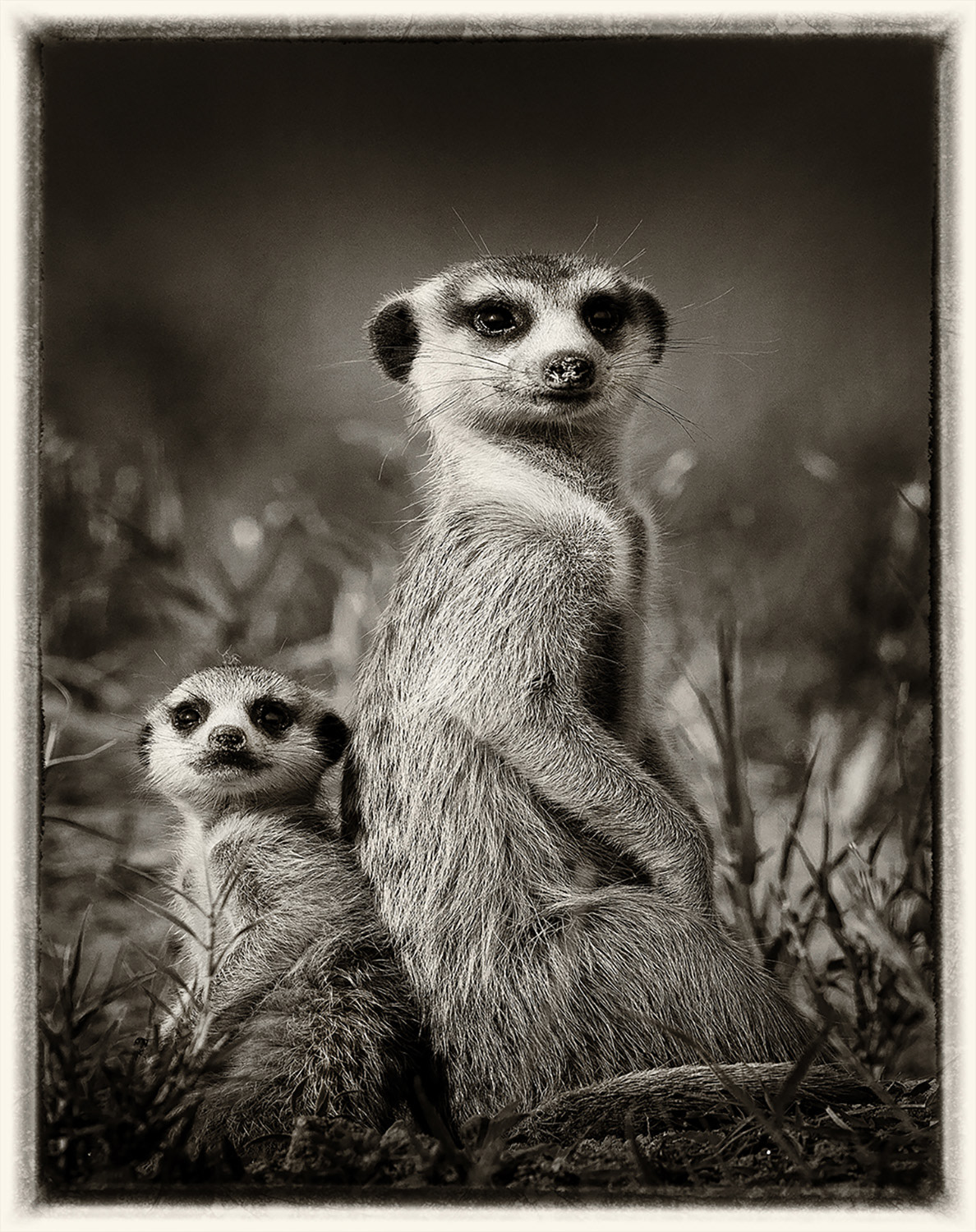 Suricates